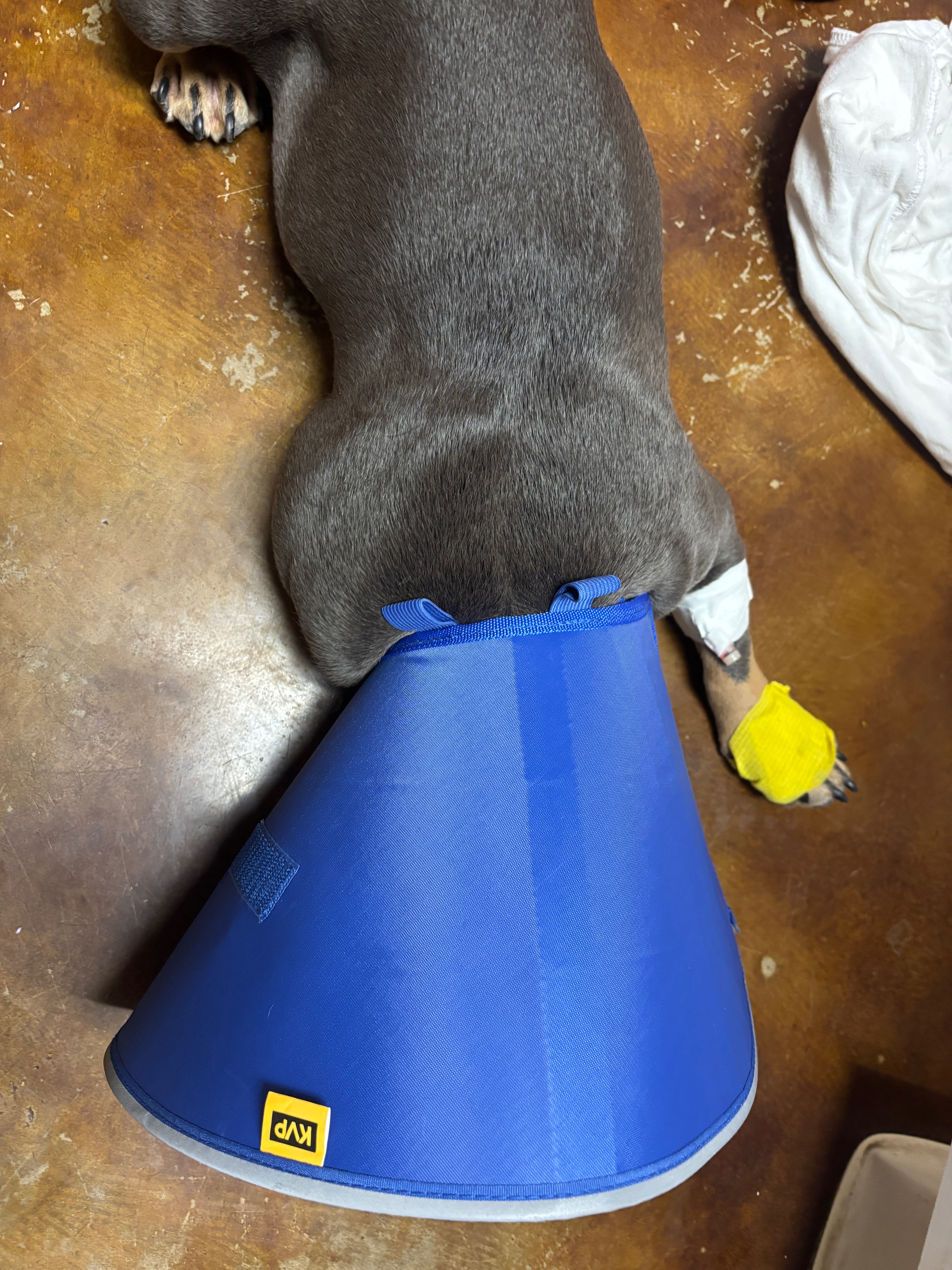 Help Blue Get Life-Saving Surgery campaign photo, 6 of 8