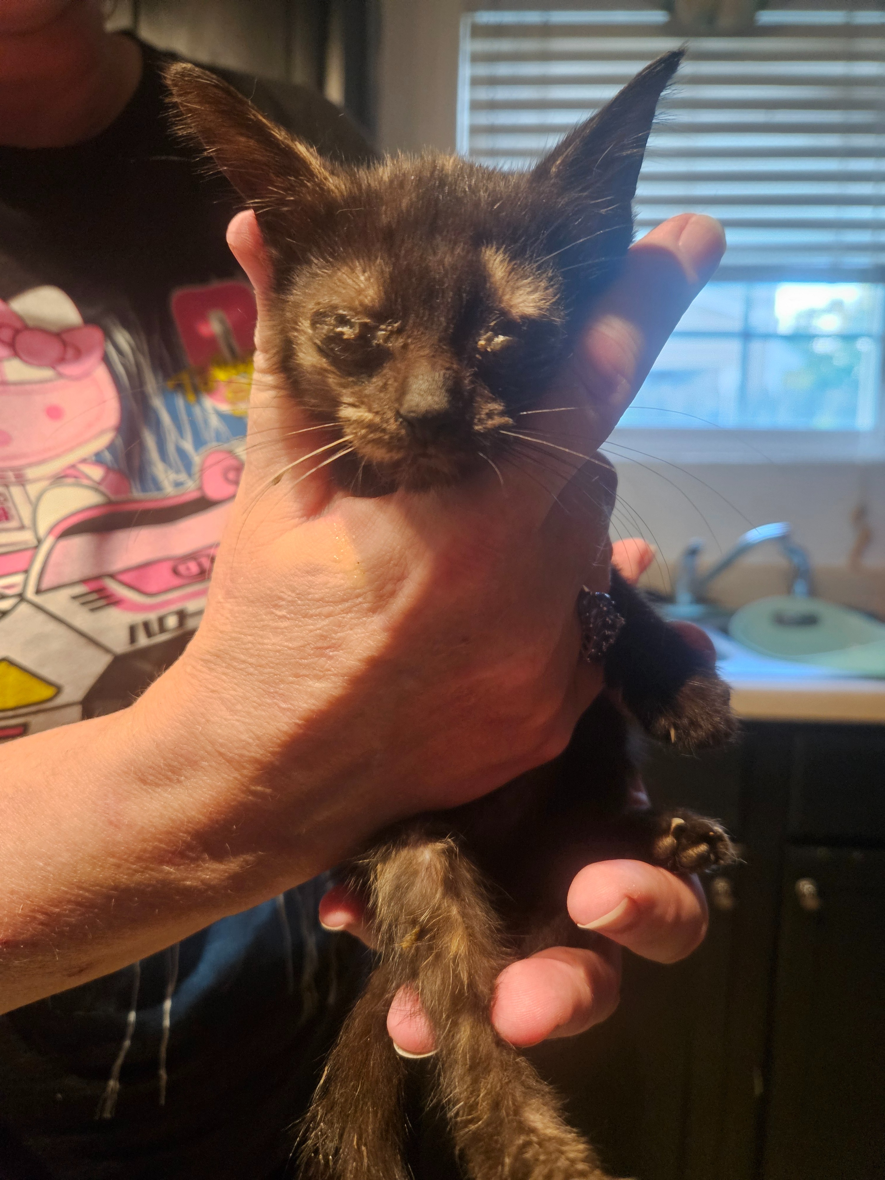 Donate for Foster Kitties' Care campaign photo, 2 of 8