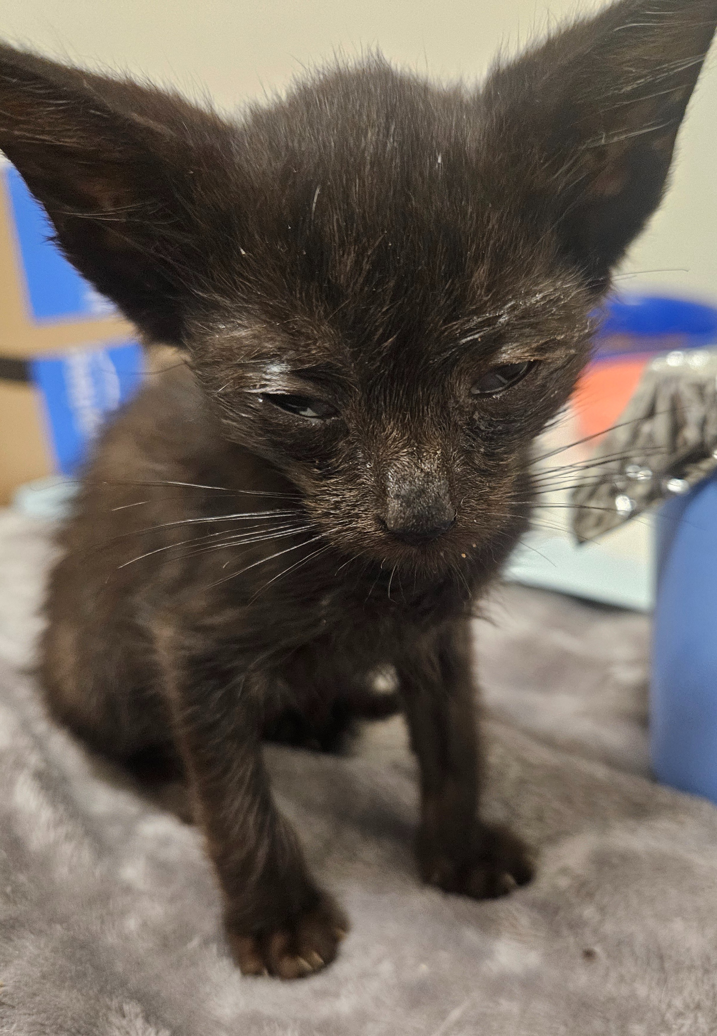 Donate for Foster Kitties' Care campaign photo, 4 of 8