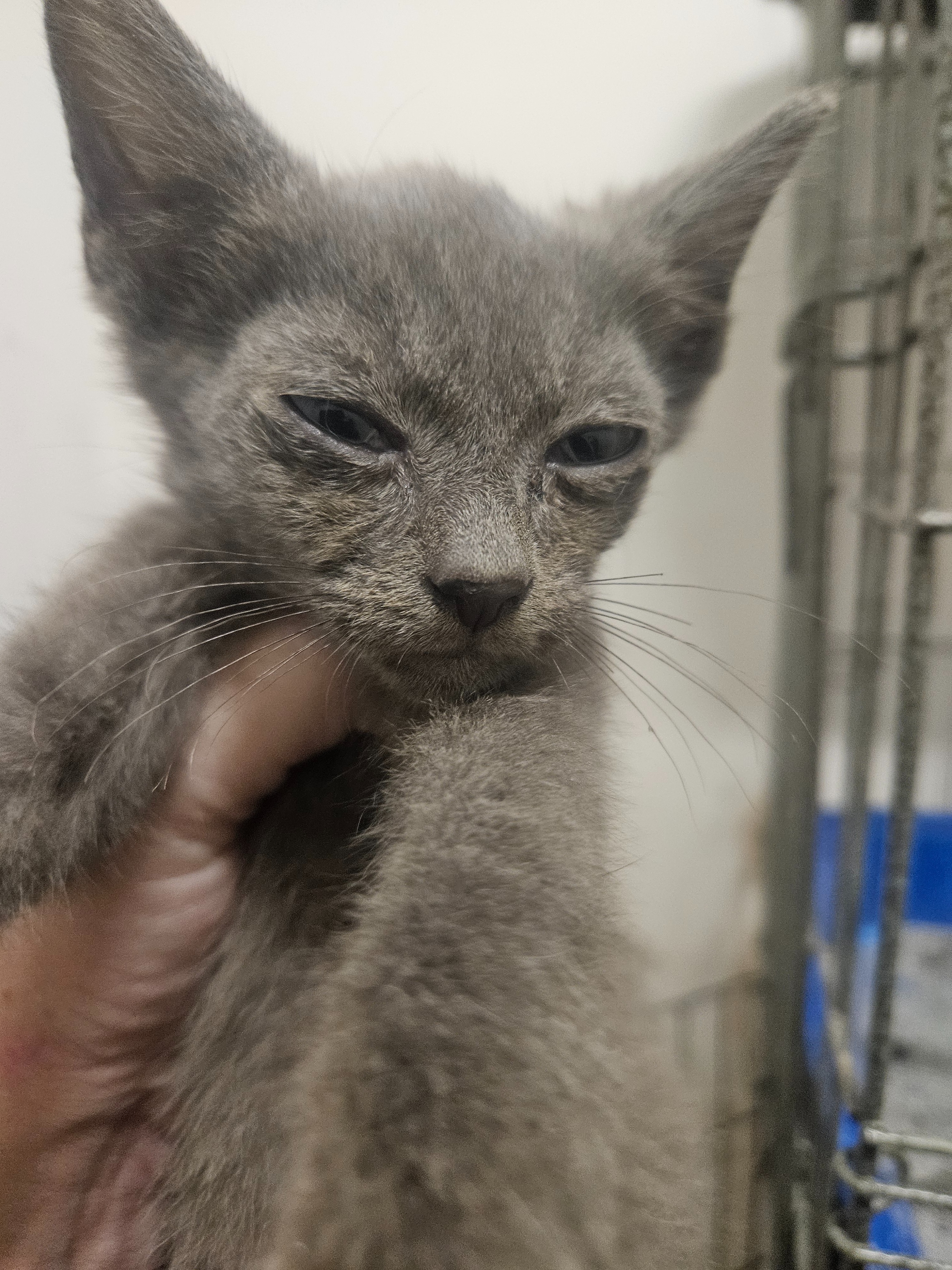 Donate for Foster Kitties' Care campaign photo, 5 of 8