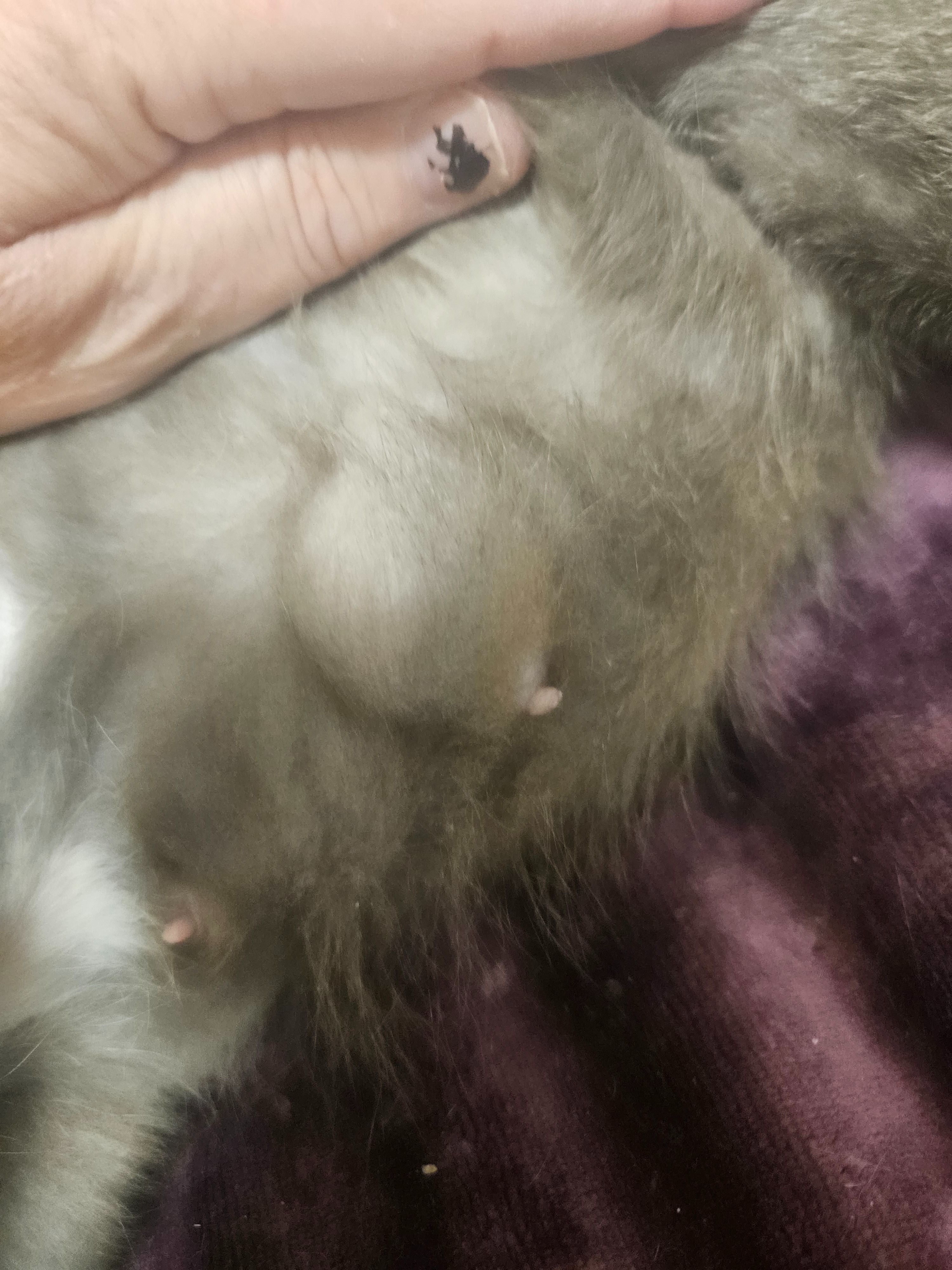 Donate for Foster Kitties' Care campaign photo, 6 of 8