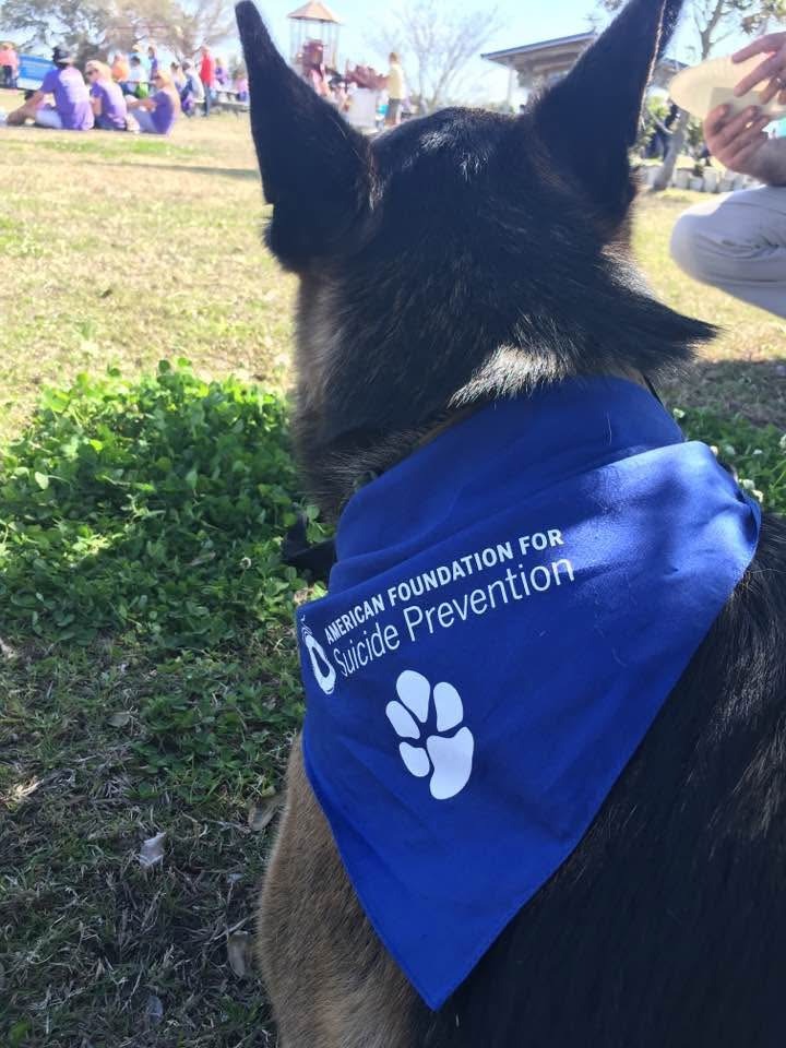 Help Remy, the German Shepherd campaign photo, 7 of 8