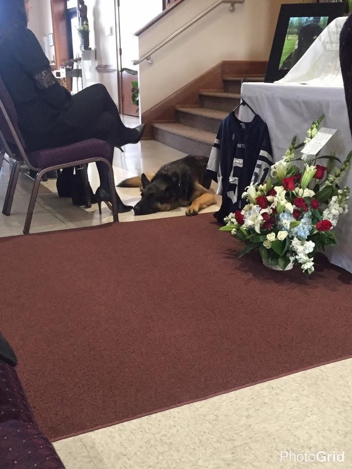 Help Remy, the German Shepherd campaign photo, 5 of 8