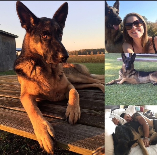 Help Remy, the German Shepherd campaign photo, 6 of 8