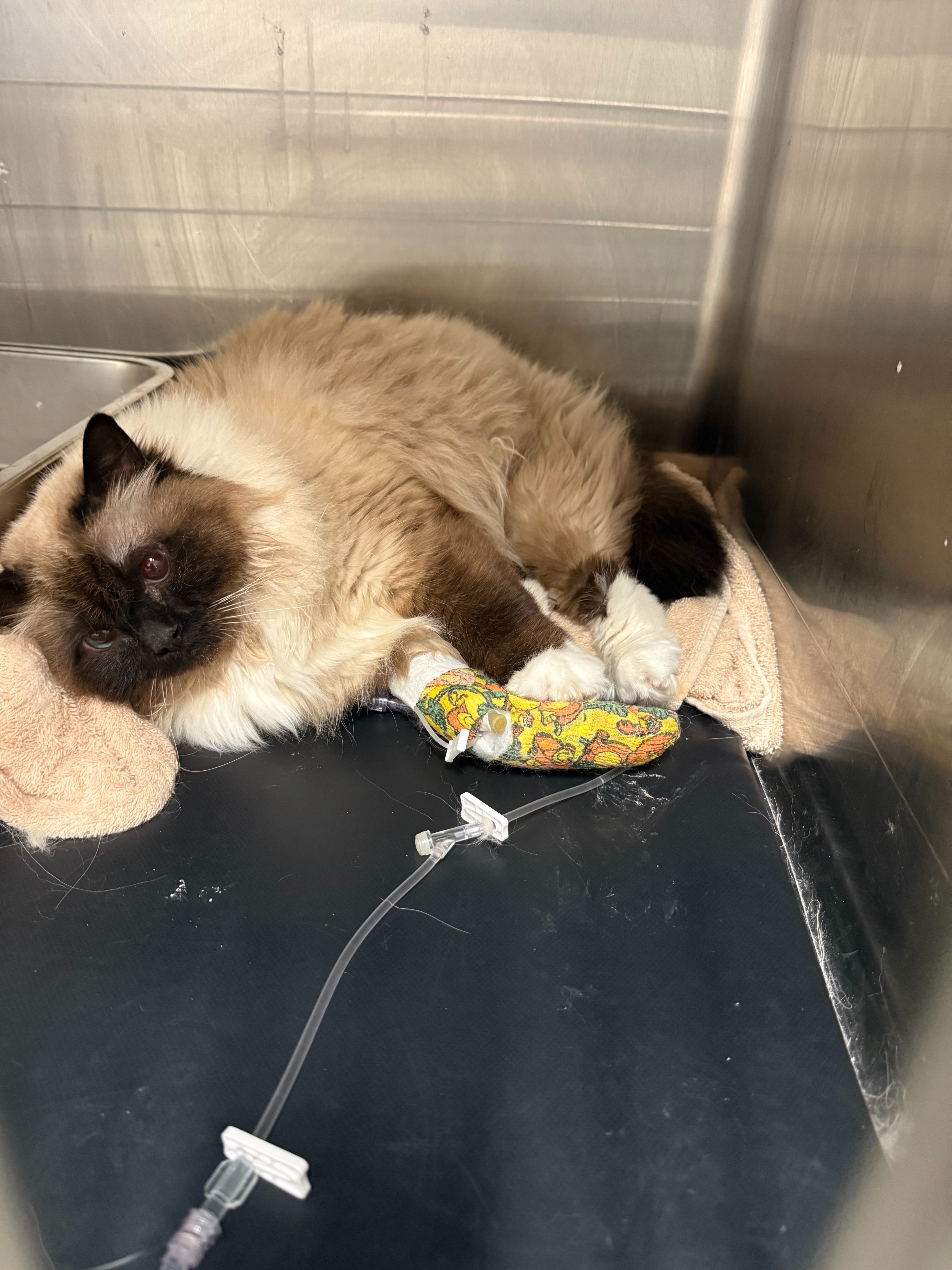 User-uploaded image 1