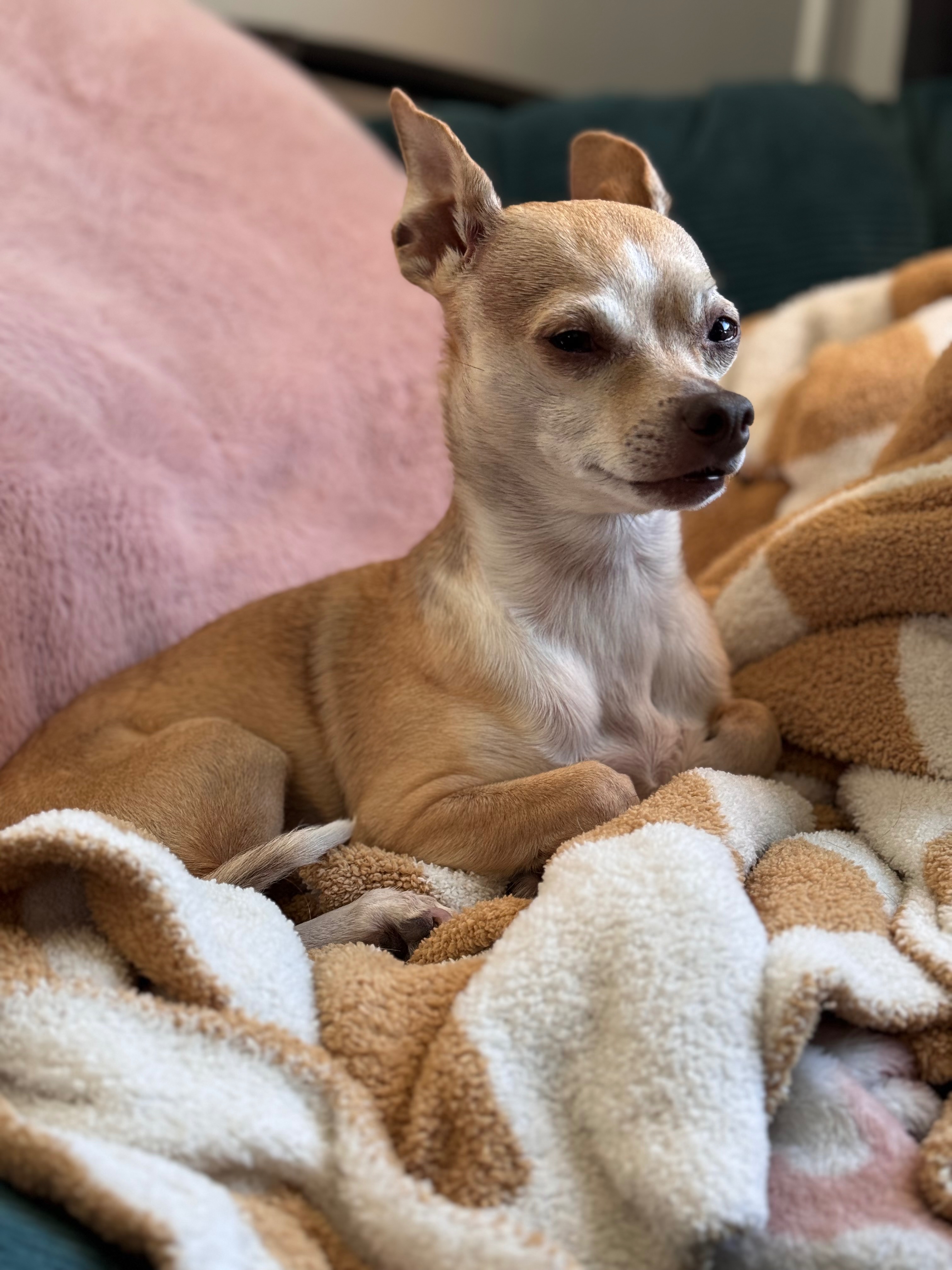 Help Save Ginger After Xylitol Poisoning campaign photo, 2 of 6