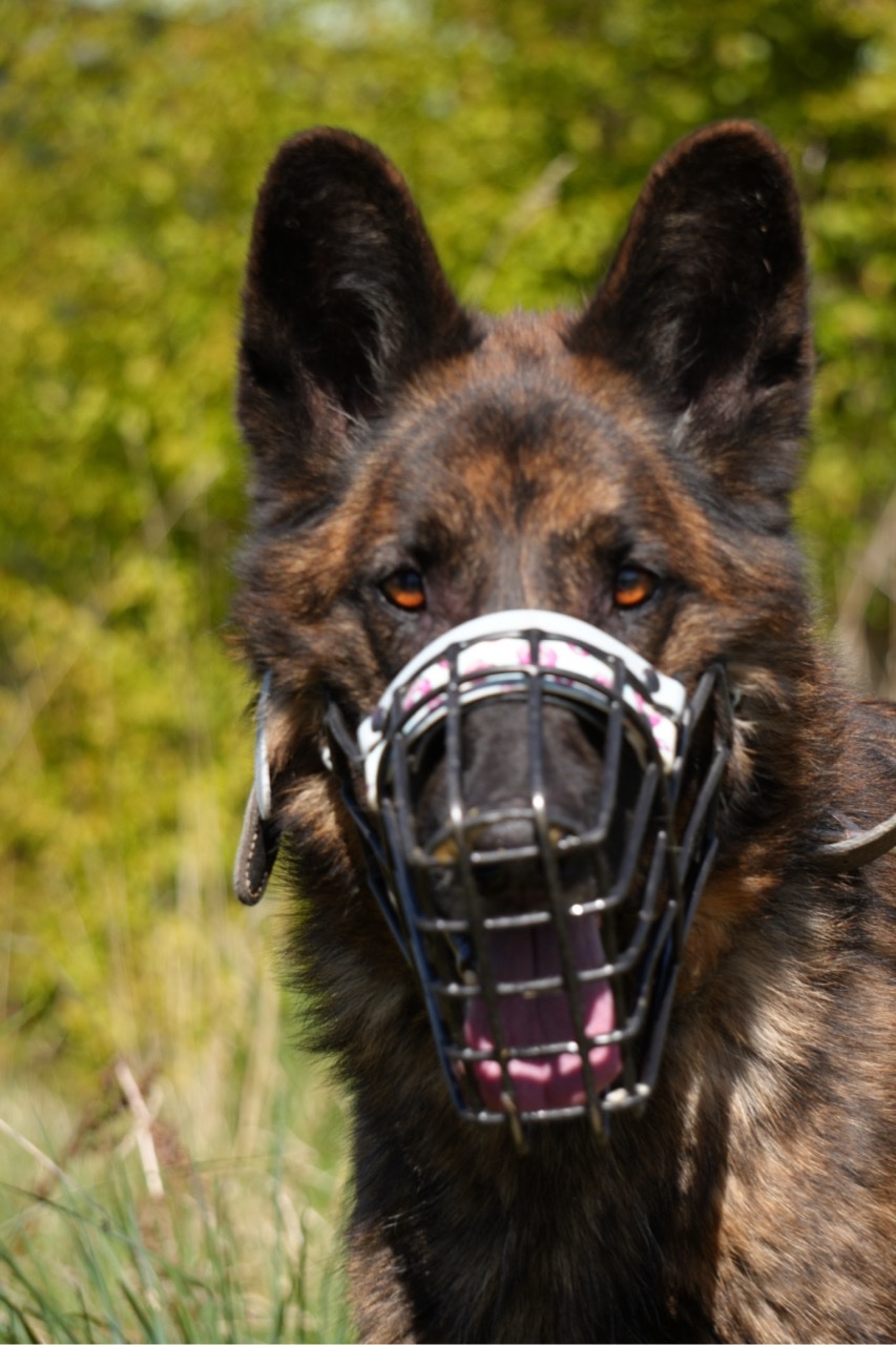 Wir bringen Hunde unter, die umgebracht werden sollen. campaign photo, 2 of 8