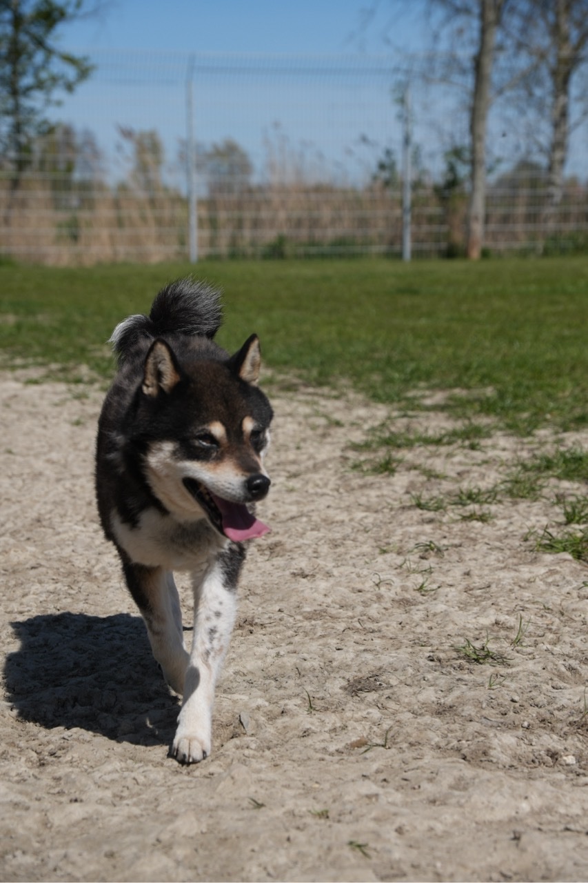 Wir bringen Hunde unter, die umgebracht werden sollen. campaign photo, 4 of 8