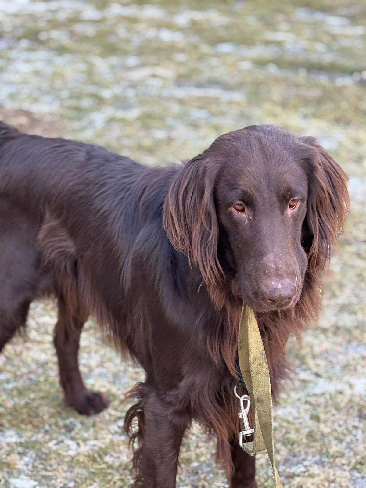 Wir bringen Hunde unter, die umgebracht werden sollen. campaign photo, 5 of 8