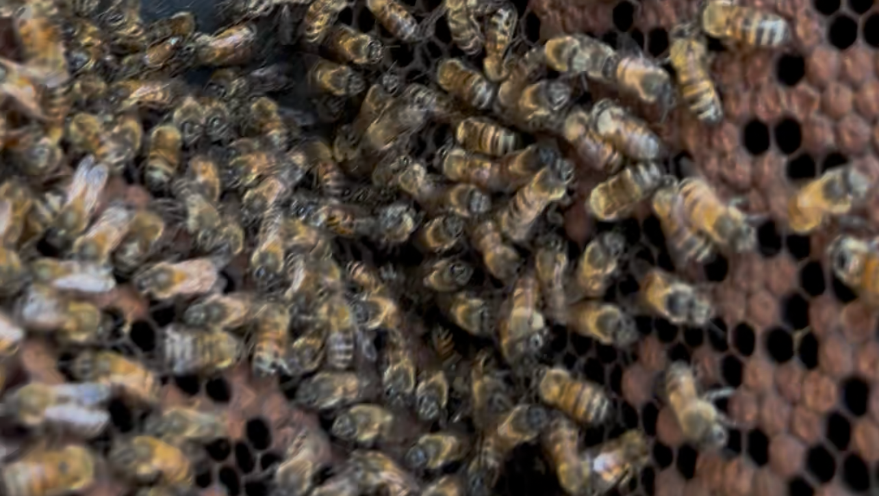 RESCATANDO   ABEJAS.      RESCUING BEES photo