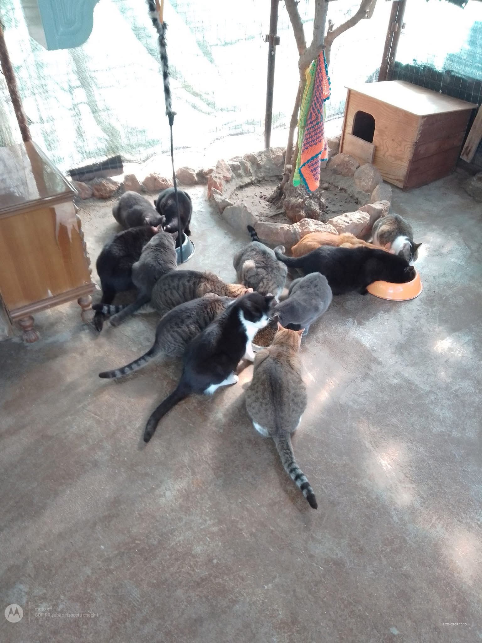 IL RIFUGIO DEI GATTI DI NANNI campaign photo, 7 of 8