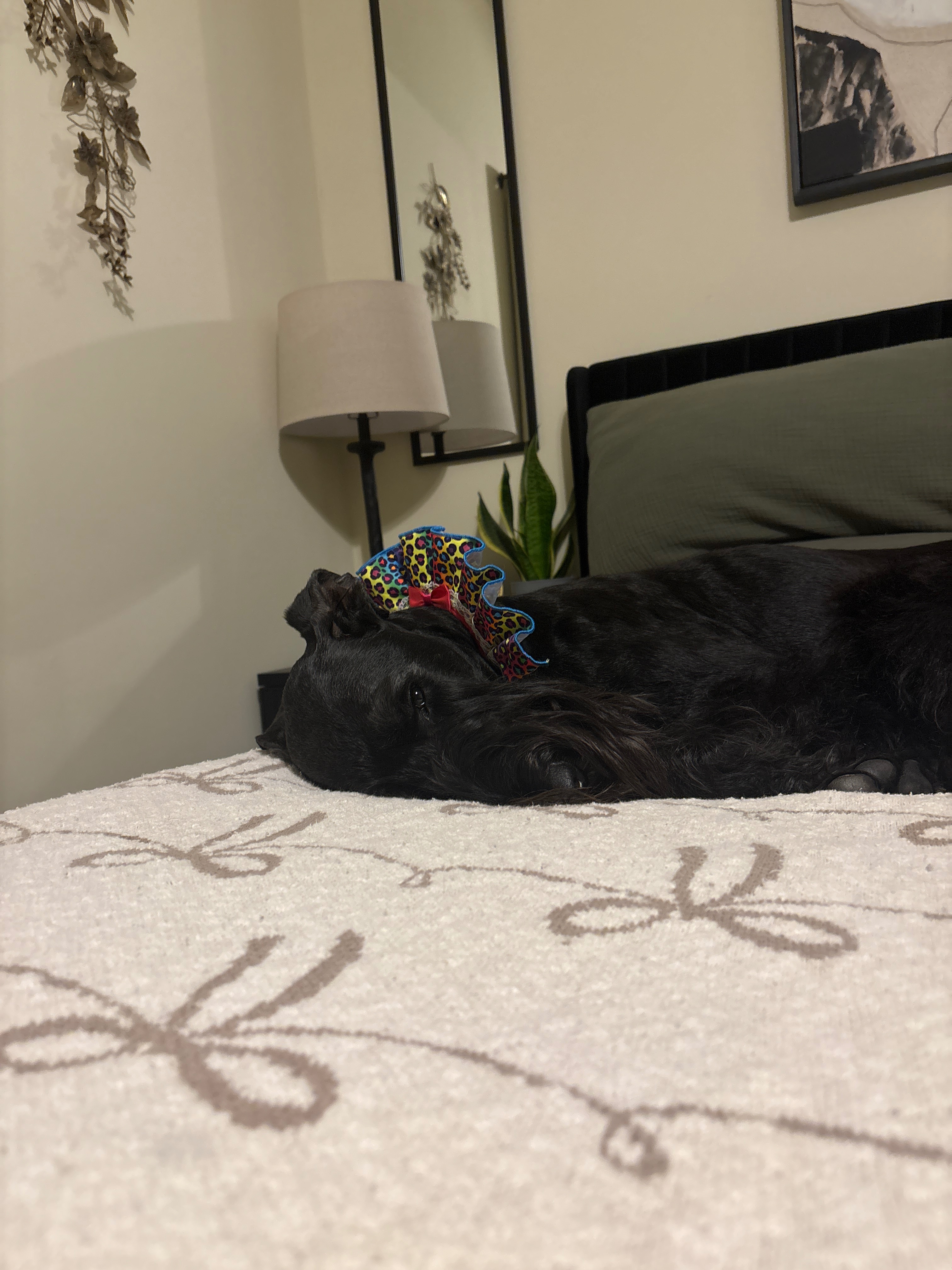 Help Princess Walk Again: Double ACL Surgery campaign photo, 7 of 8
