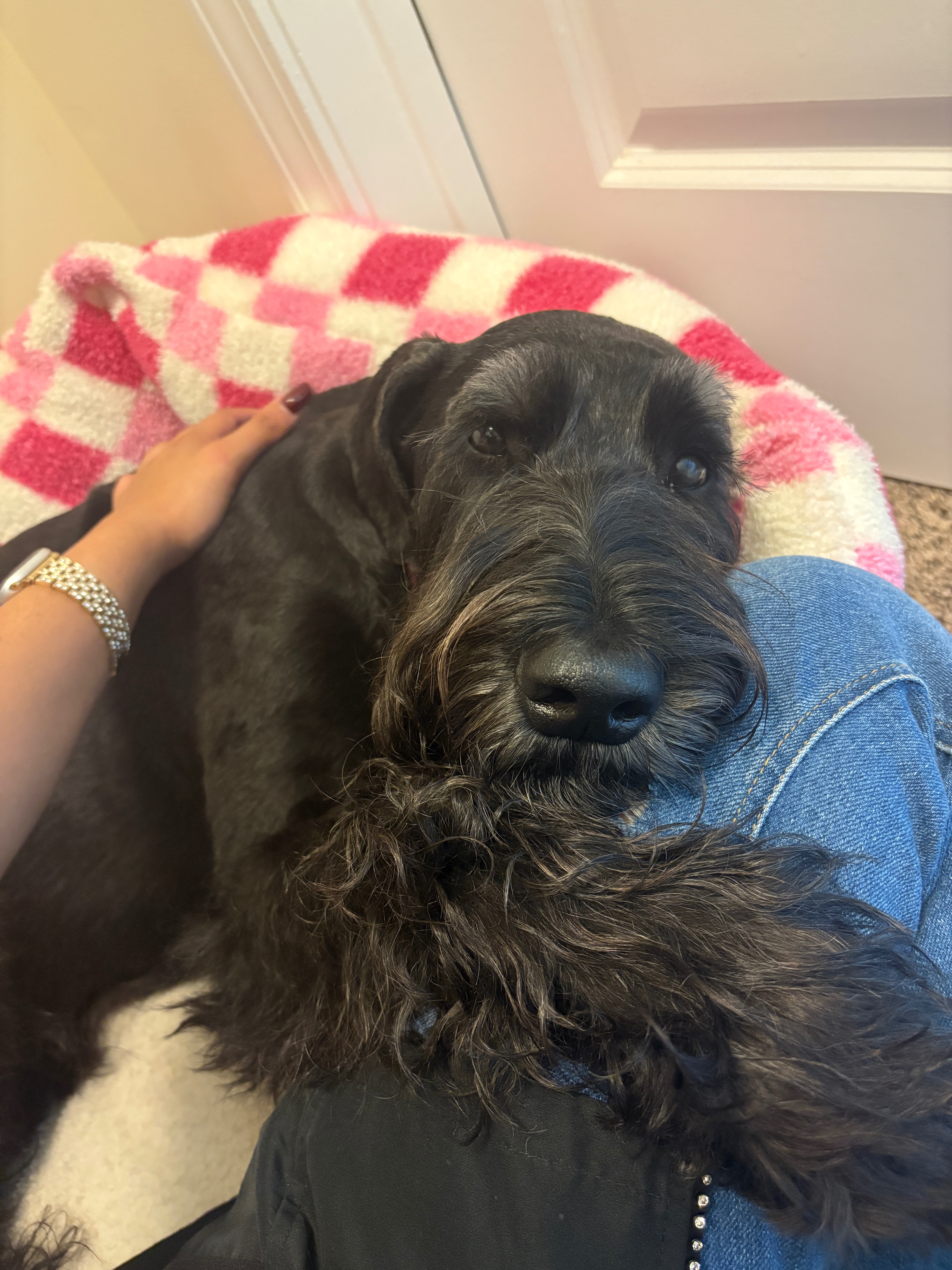 Help Princess Walk Again: Double ACL Surgery campaign photo, 2 of 8