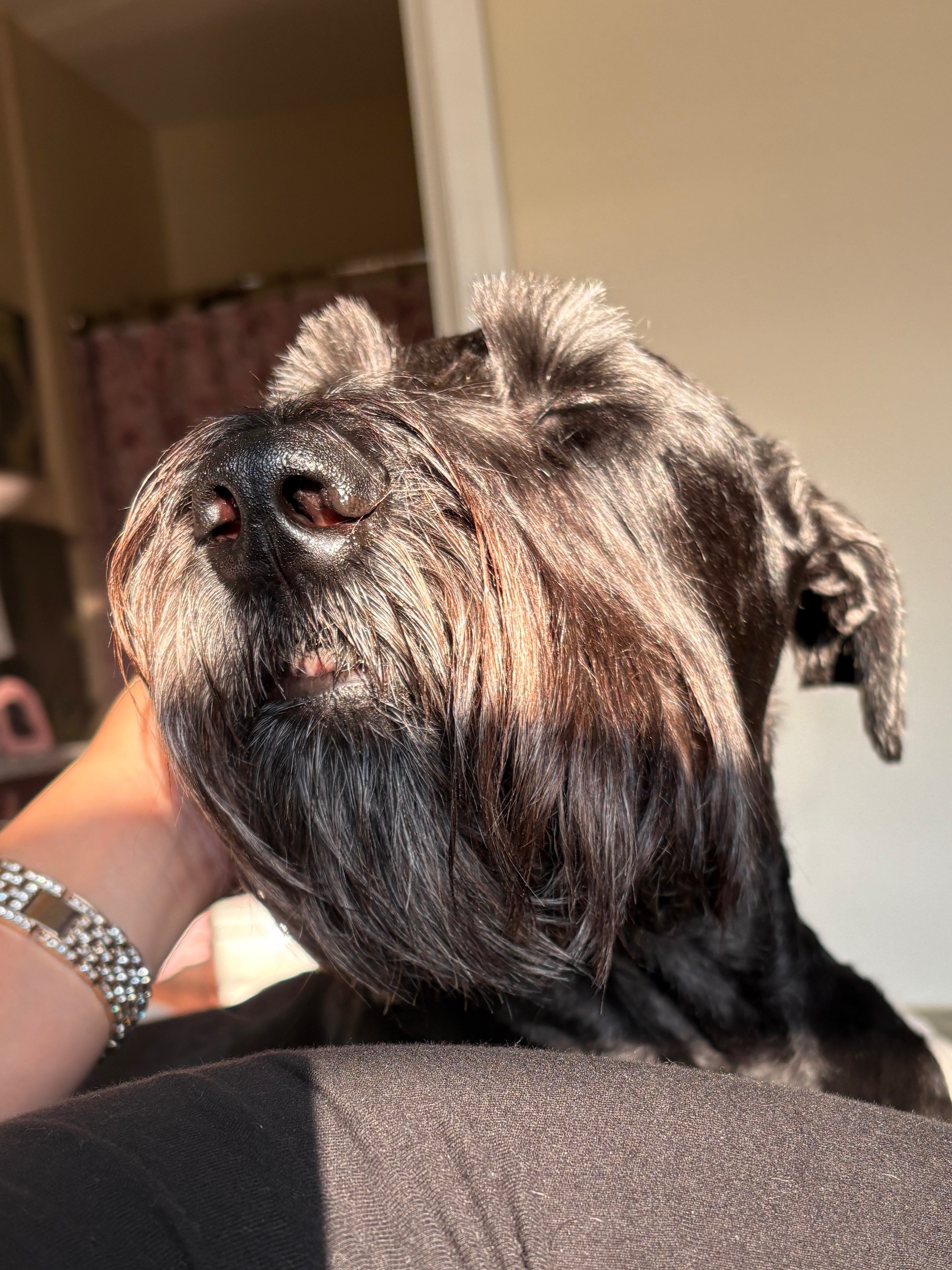 Help Princess Walk Again: Double ACL Surgery campaign photo, 4 of 8
