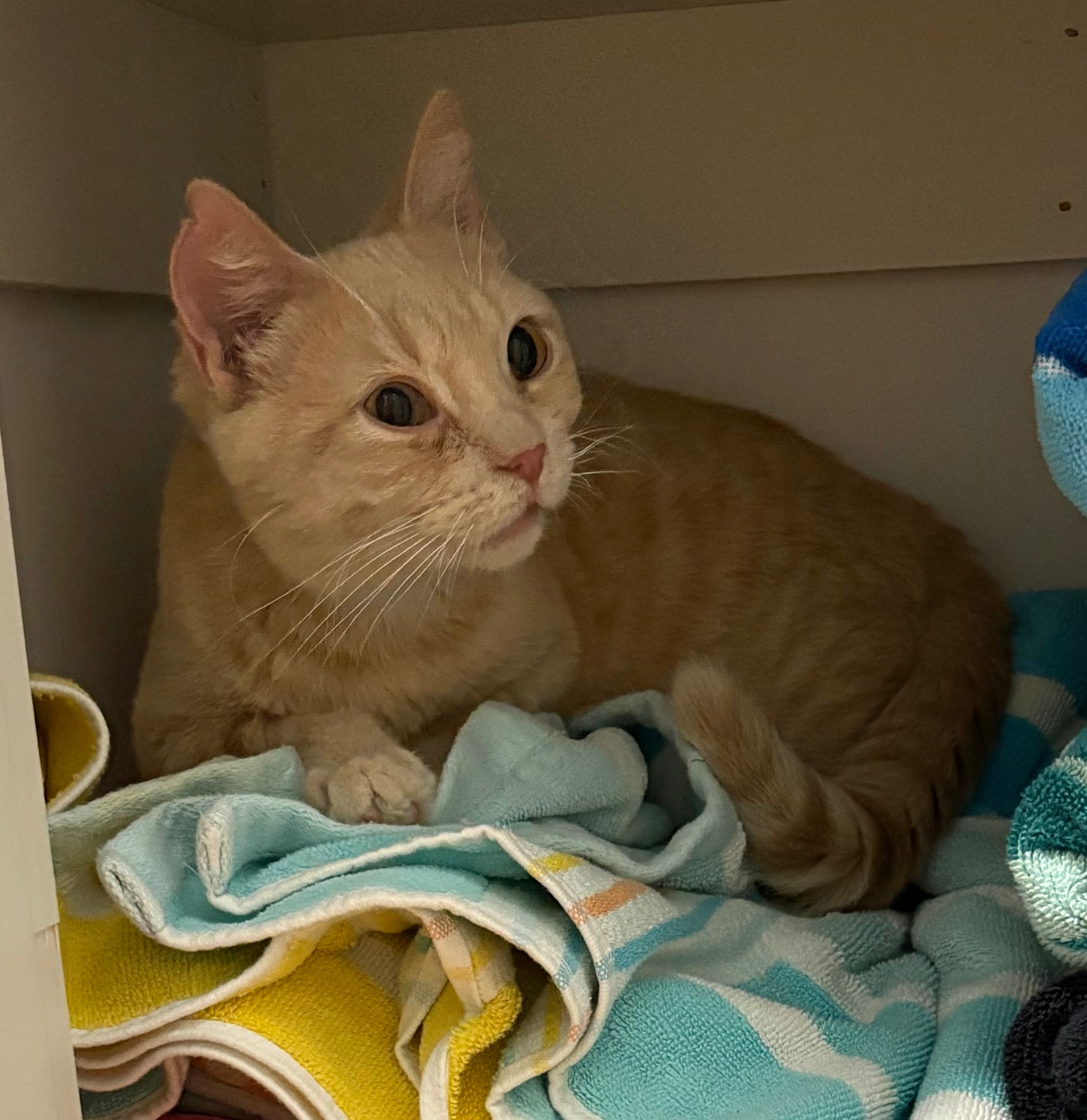 Please Donate to Help Oliver campaign photo, 5 of 6