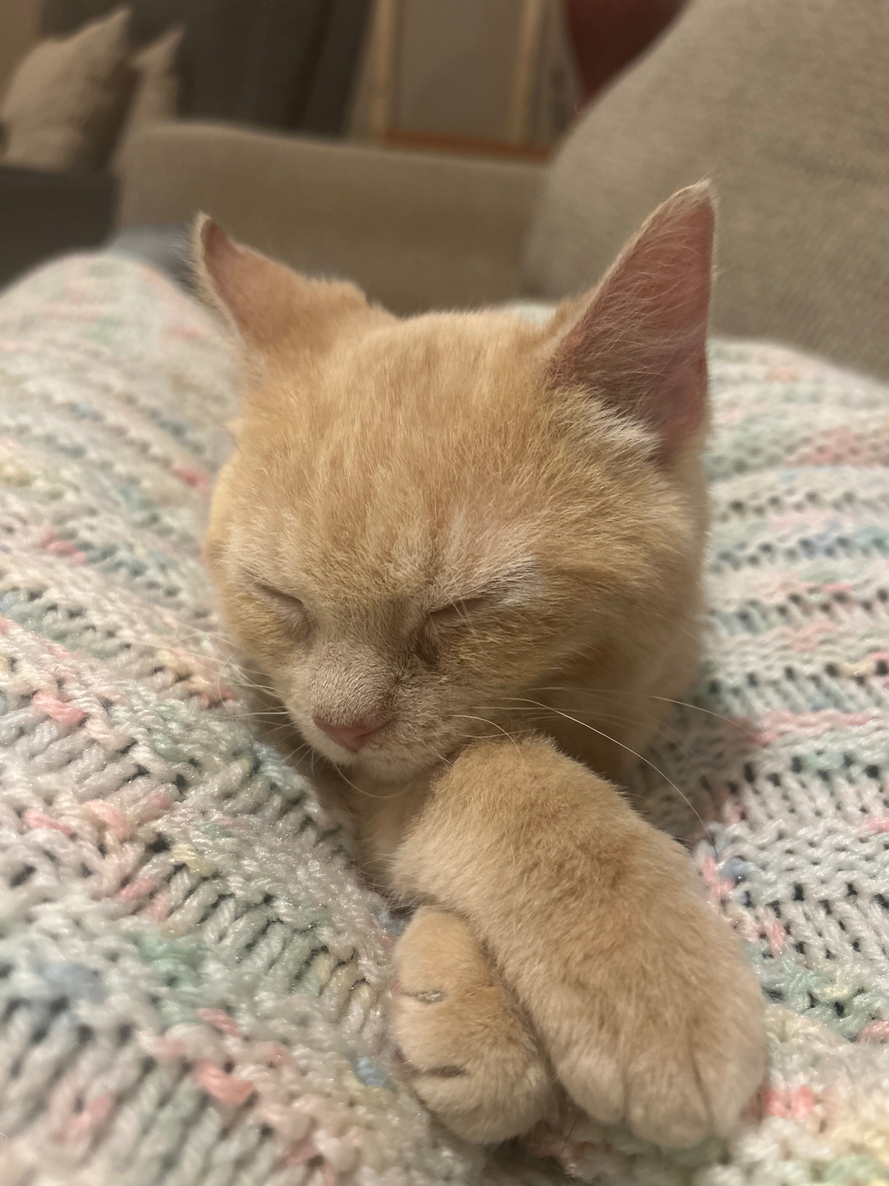Please Donate to Help Oliver campaign photo, 2 of 6