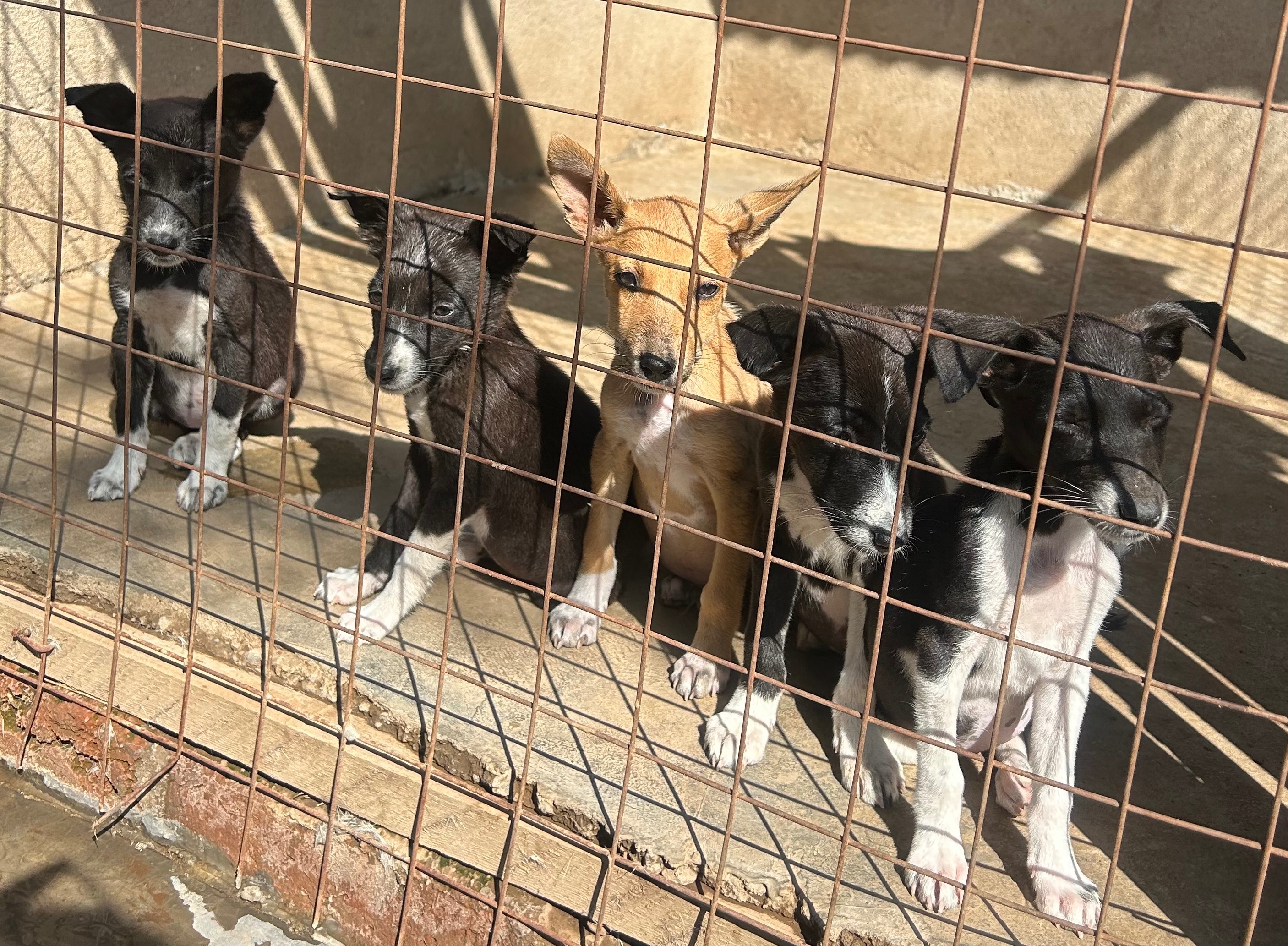 Masai Dog Rescue campaign photo, 7 of 8