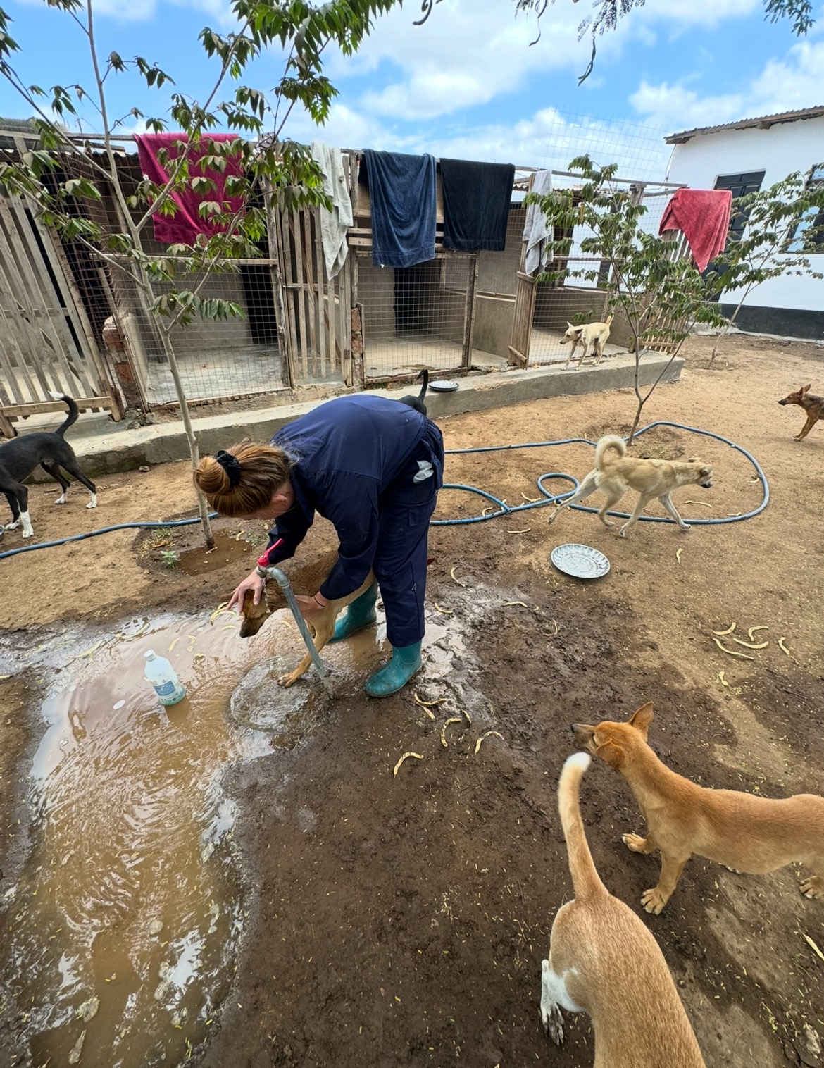 Masai Dog Rescue campaign photo, 2 of 8