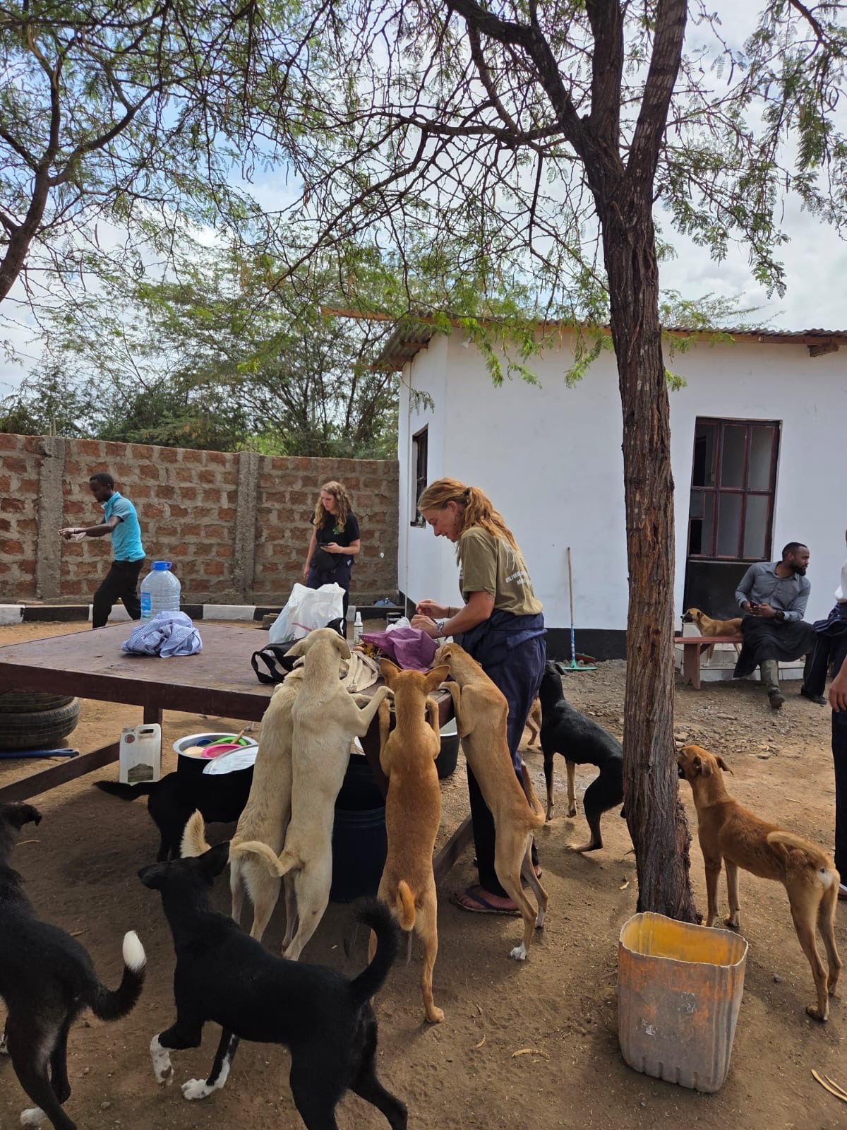 Masai Dog Rescue campaign photo, 5 of 8