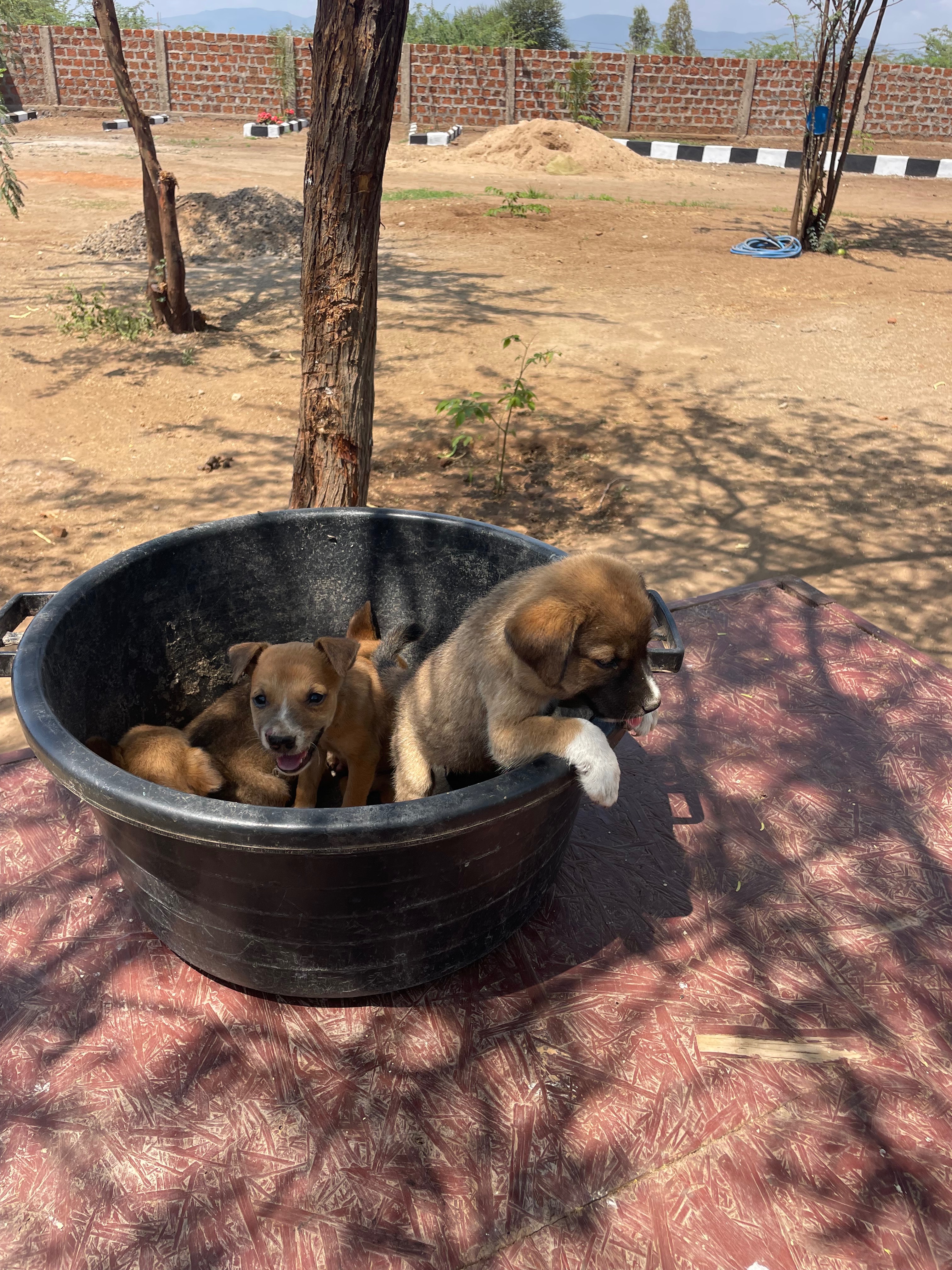 Masai Dog Rescue campaign photo, 6 of 8