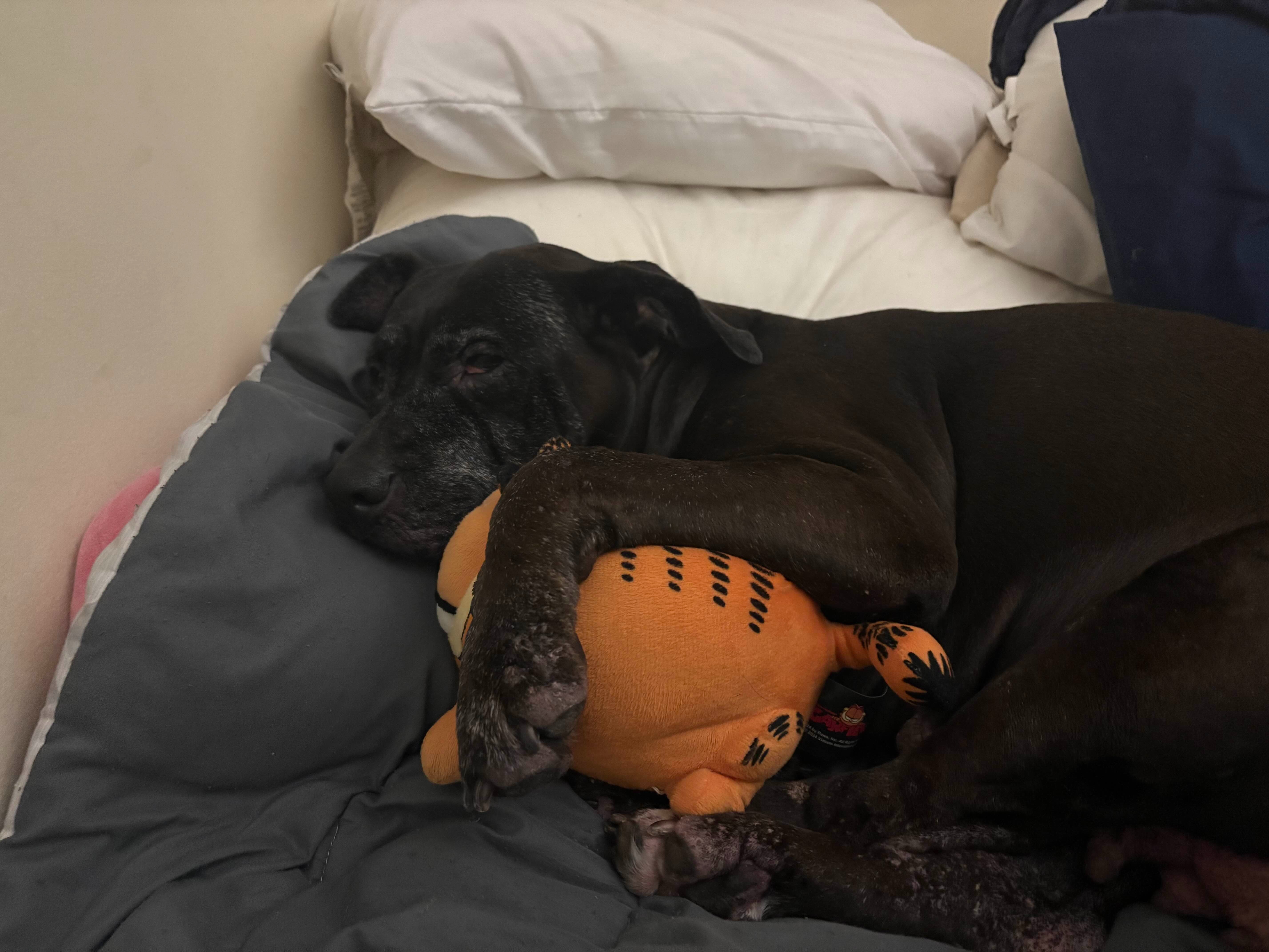 Support Nittie's Recovery After Surgery campaign photo, 7 of 8