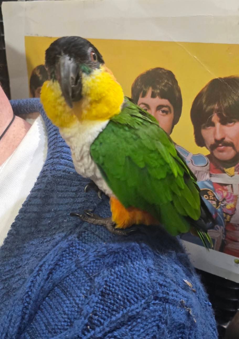 THE MAN CAVE NEEDS A NEW MASCOT ! campaign photo, 2 of 5