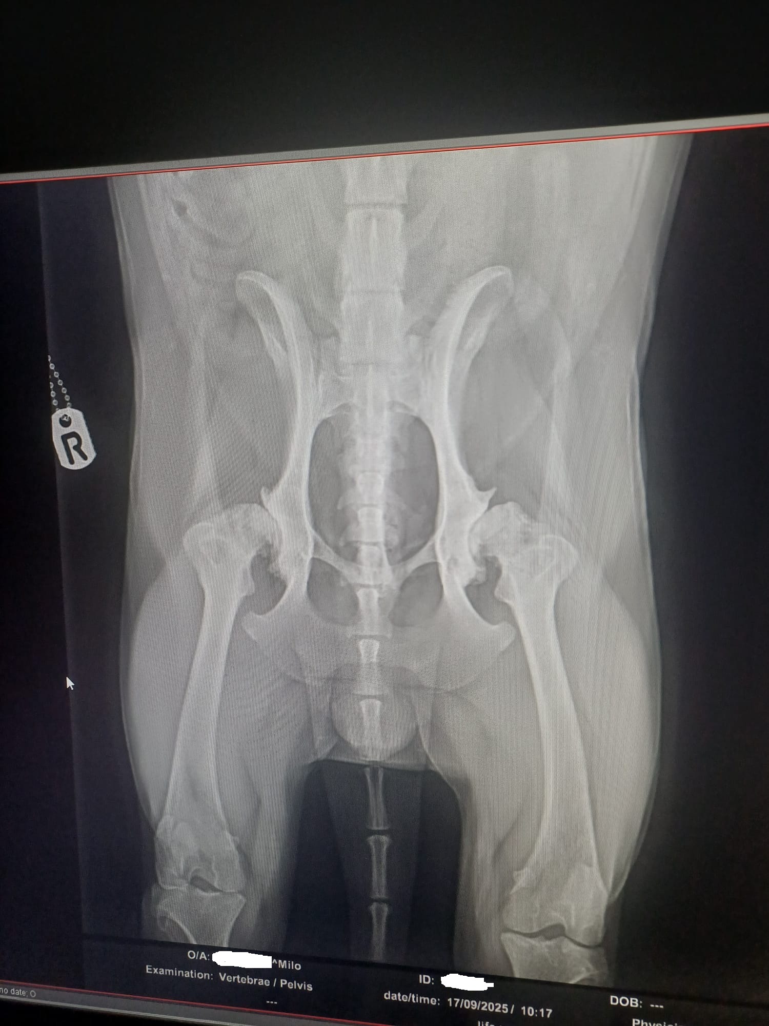 Help with vet surgery bills campaign photo, 2 of 4