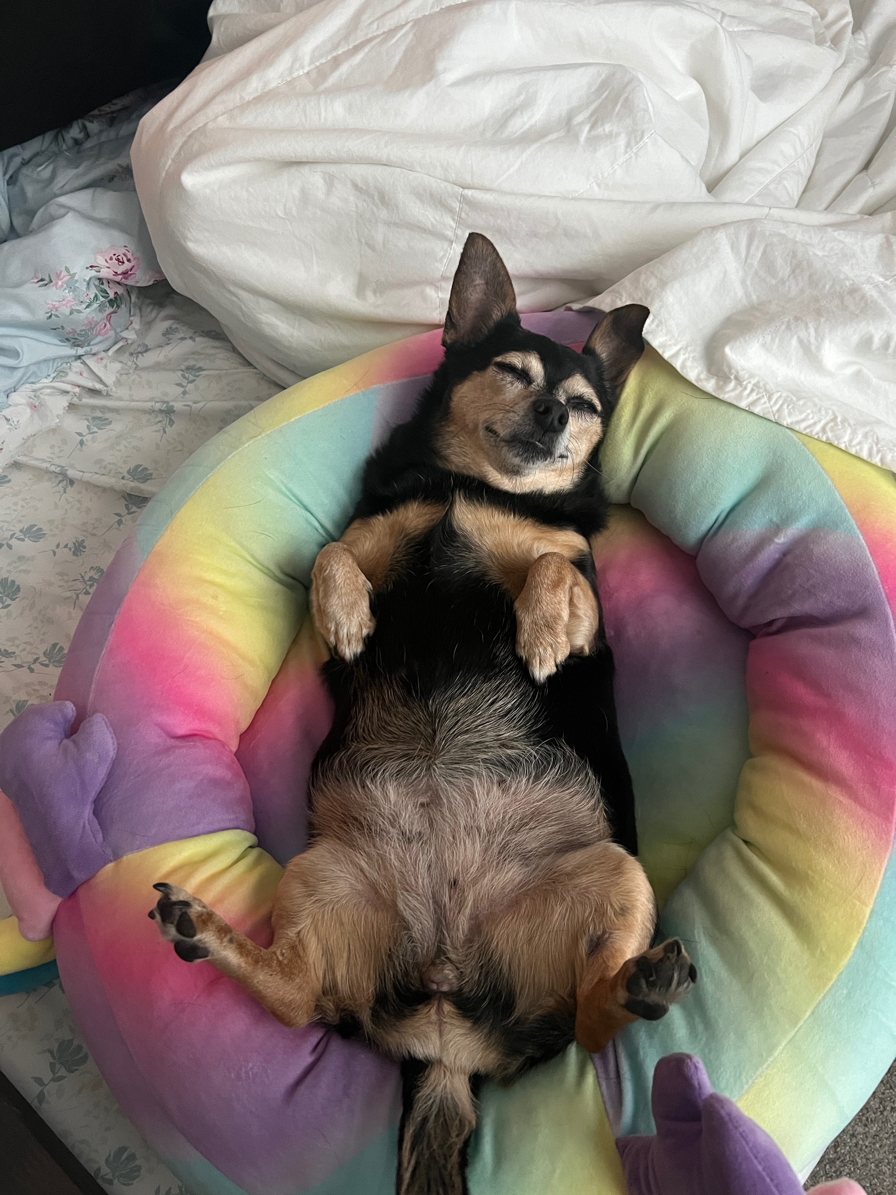 Help Sookie Fight Mammary Cancer campaign photo, 5 of 8
