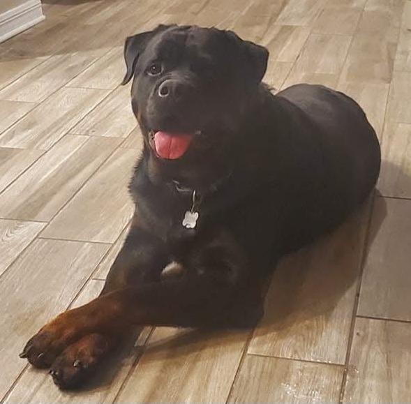 Tucker’s Emergency Surgery Fund campaign photo, 7 of 8