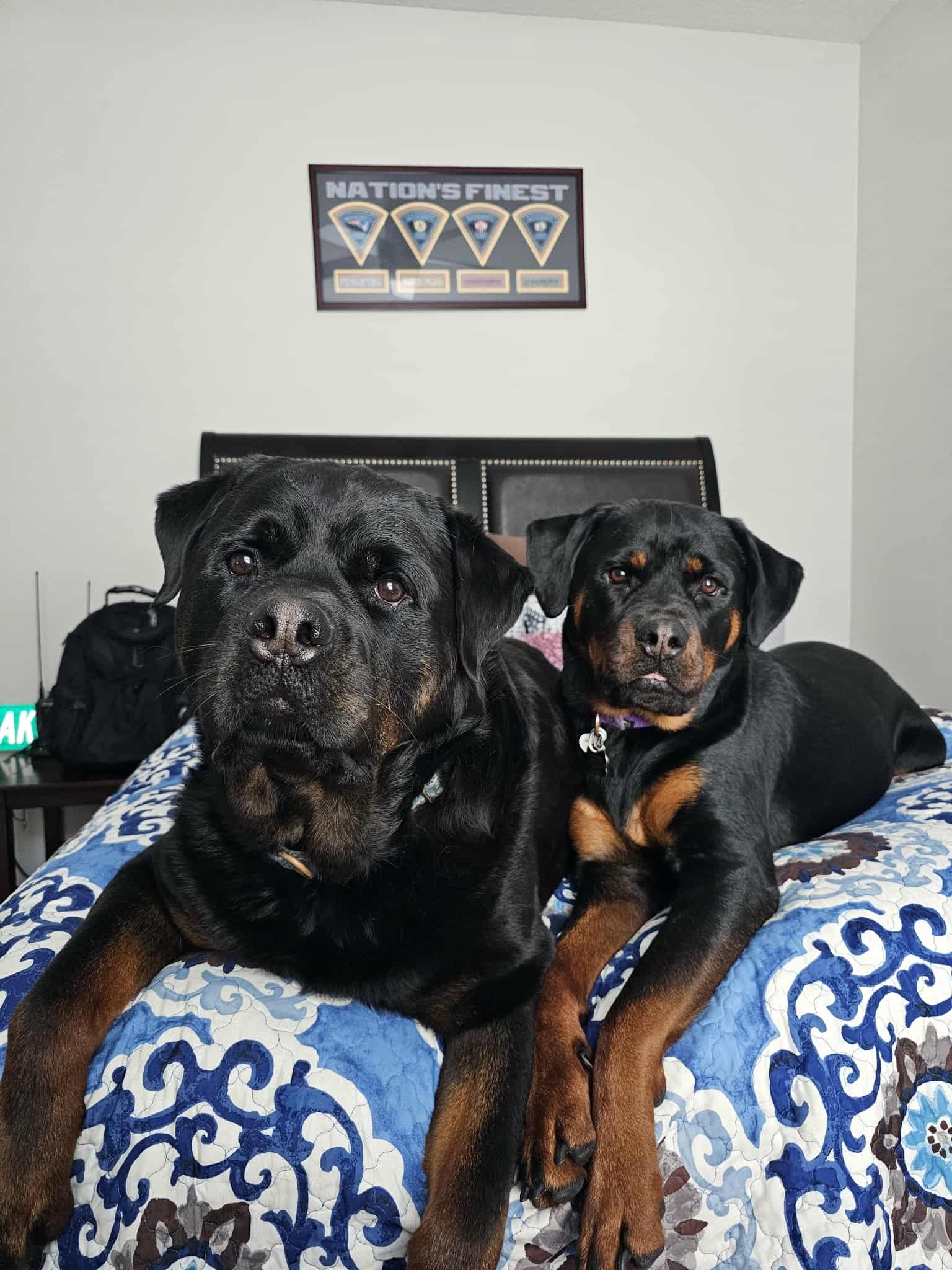 Tucker’s Emergency Surgery Fund campaign photo, 6 of 8