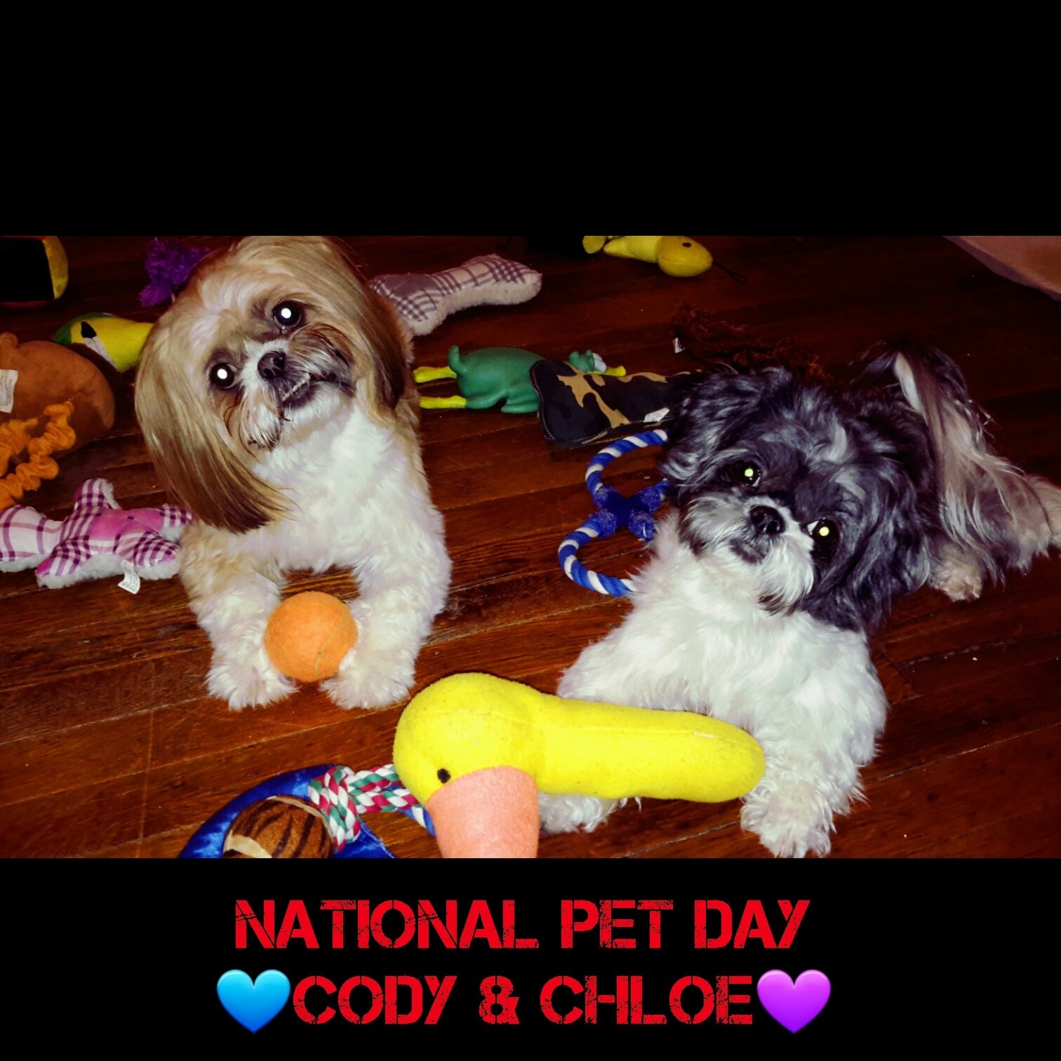Help Cody Get Urgent Eye Surgery campaign photo, 4 of 8