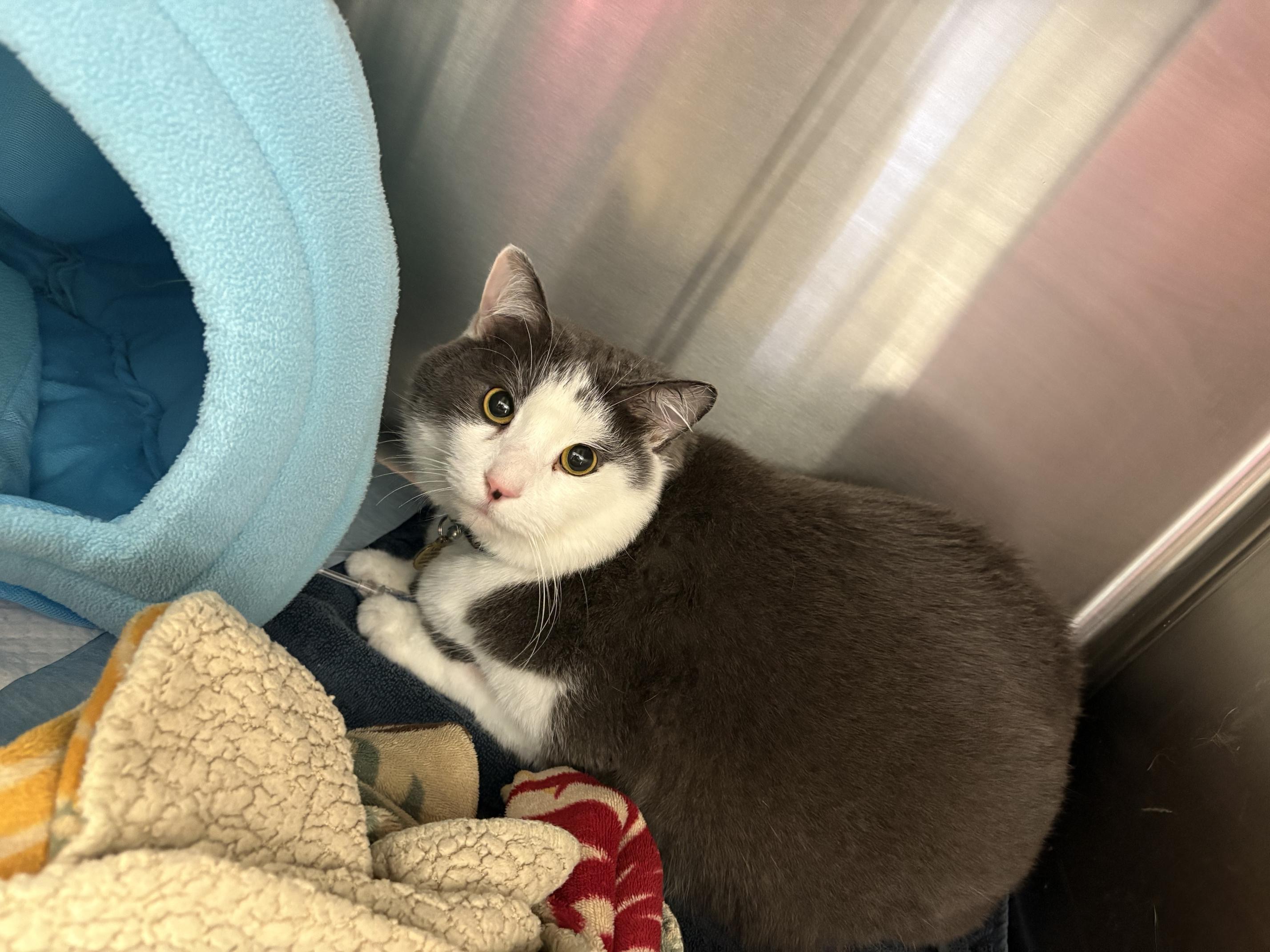 Help Support Loki’s Medical Emergency campaign photo, 7 of 8