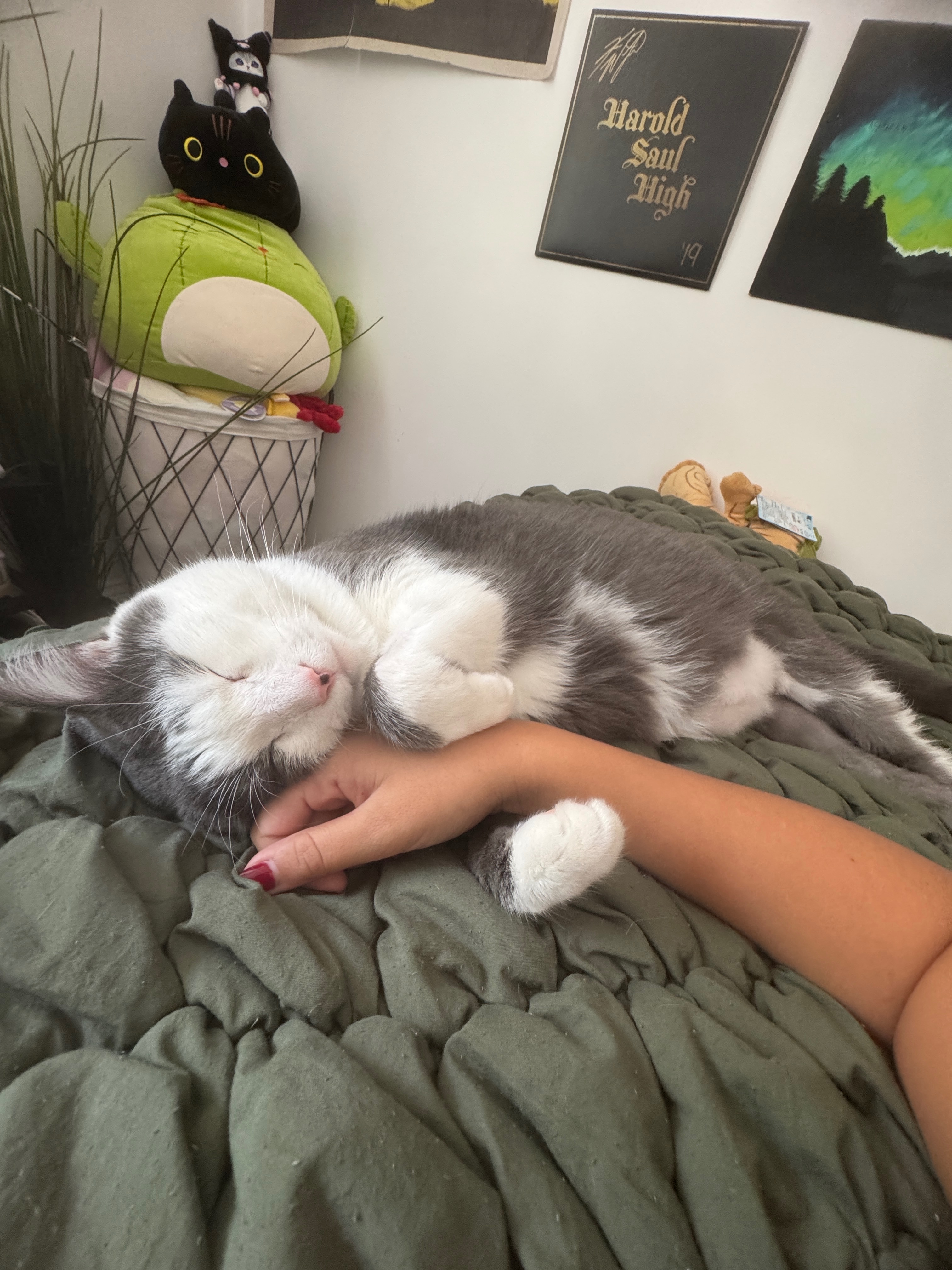 Help Support Loki’s Medical Emergency campaign photo, 2 of 8