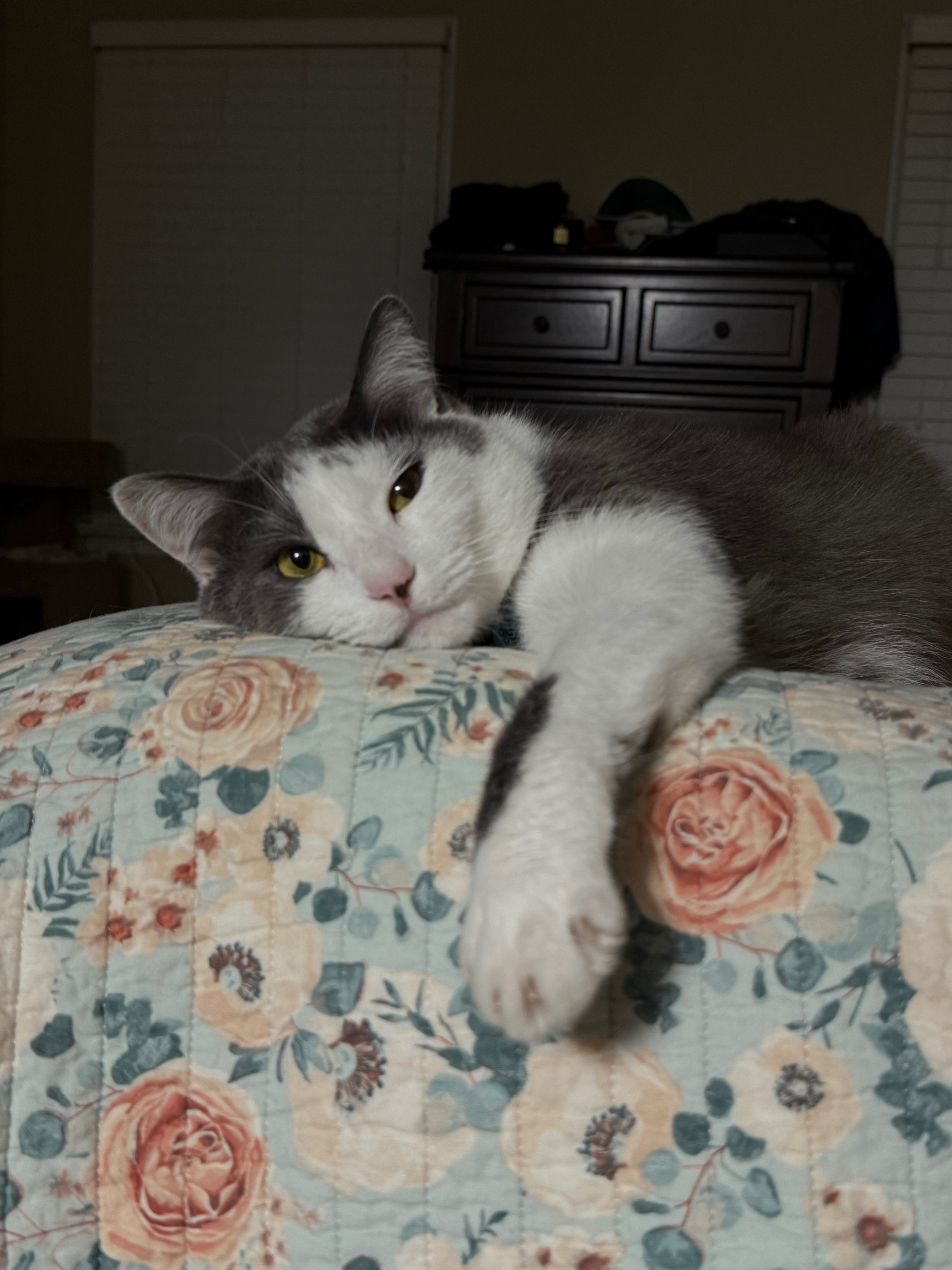 Help Support Loki’s Medical Emergency campaign photo, 4 of 8