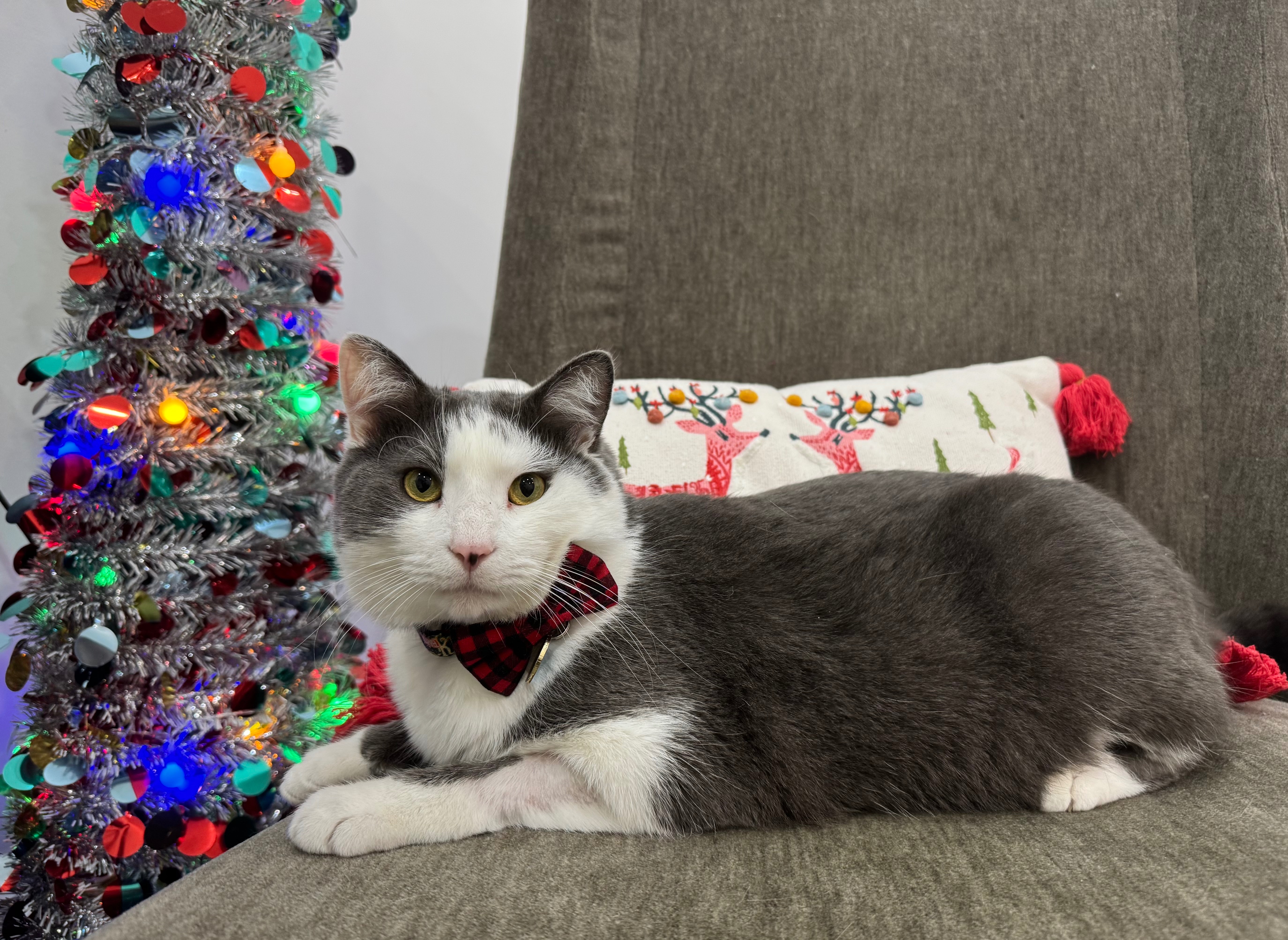 Help Support Loki’s Medical Emergency campaign photo, 5 of 8