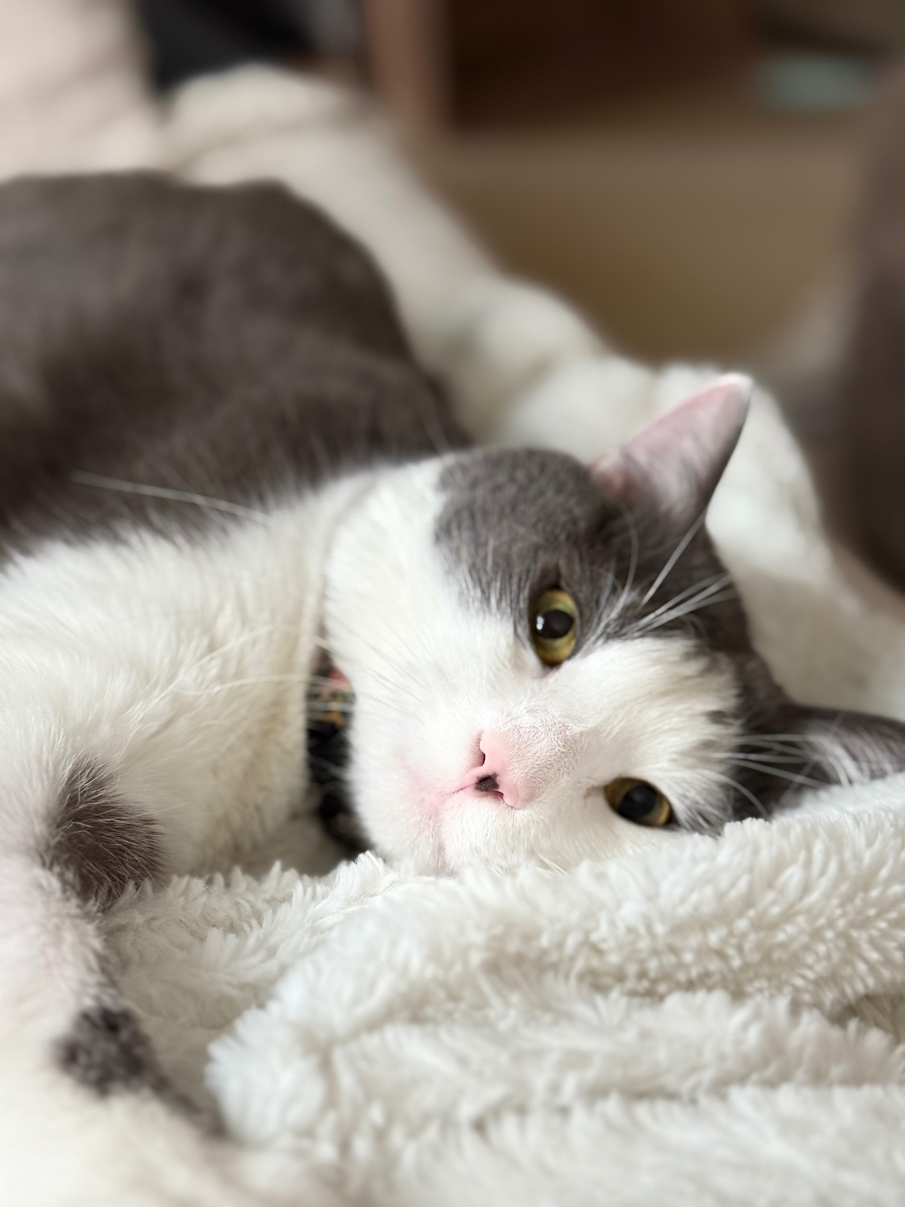 Help Support Loki’s Medical Emergency campaign photo, 6 of 8
