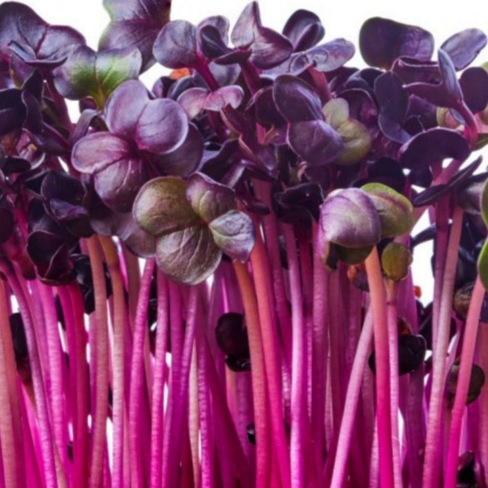 Help Brandara Family Farm Expand Healthy Food Access campaign photo, 4 of 8