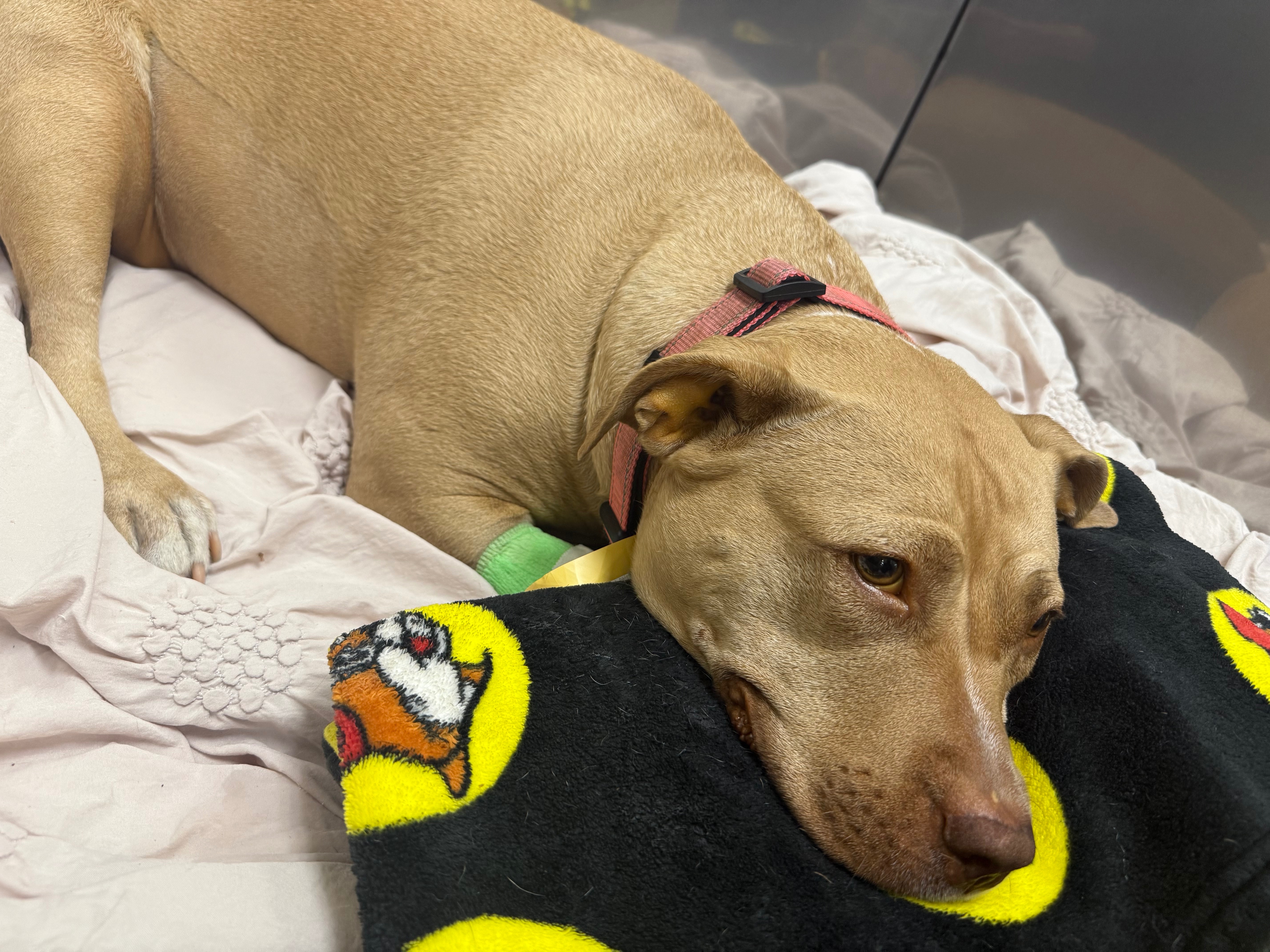 Help Raya with rising ER vet costs campaign photo, 2 of 4