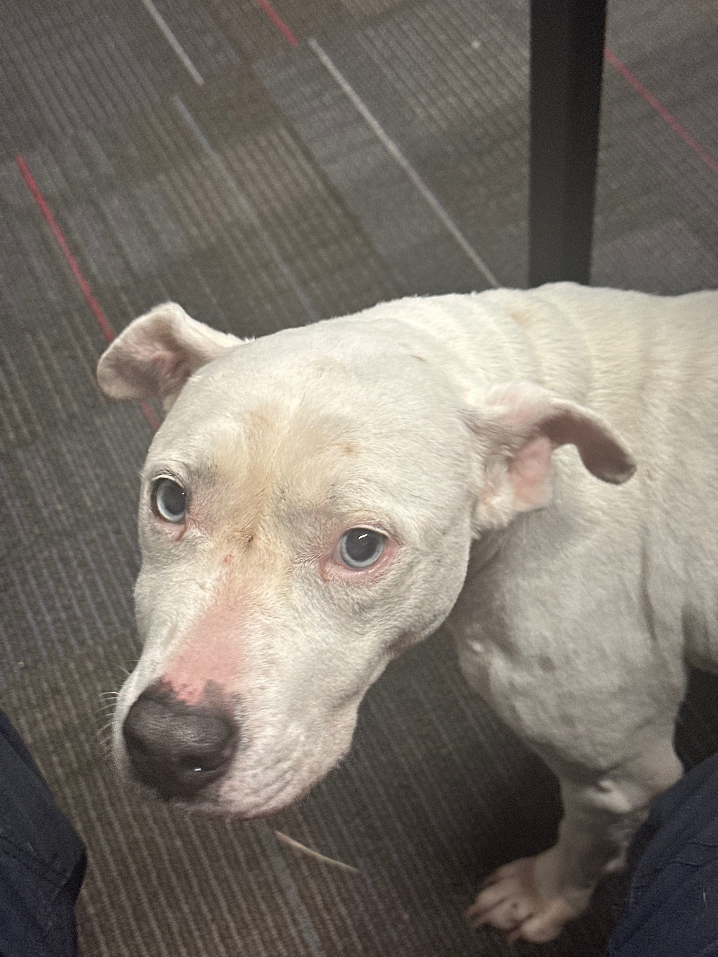 PLEASE HELP…….This sweetie needs medical help campaign photo, 2 of 6