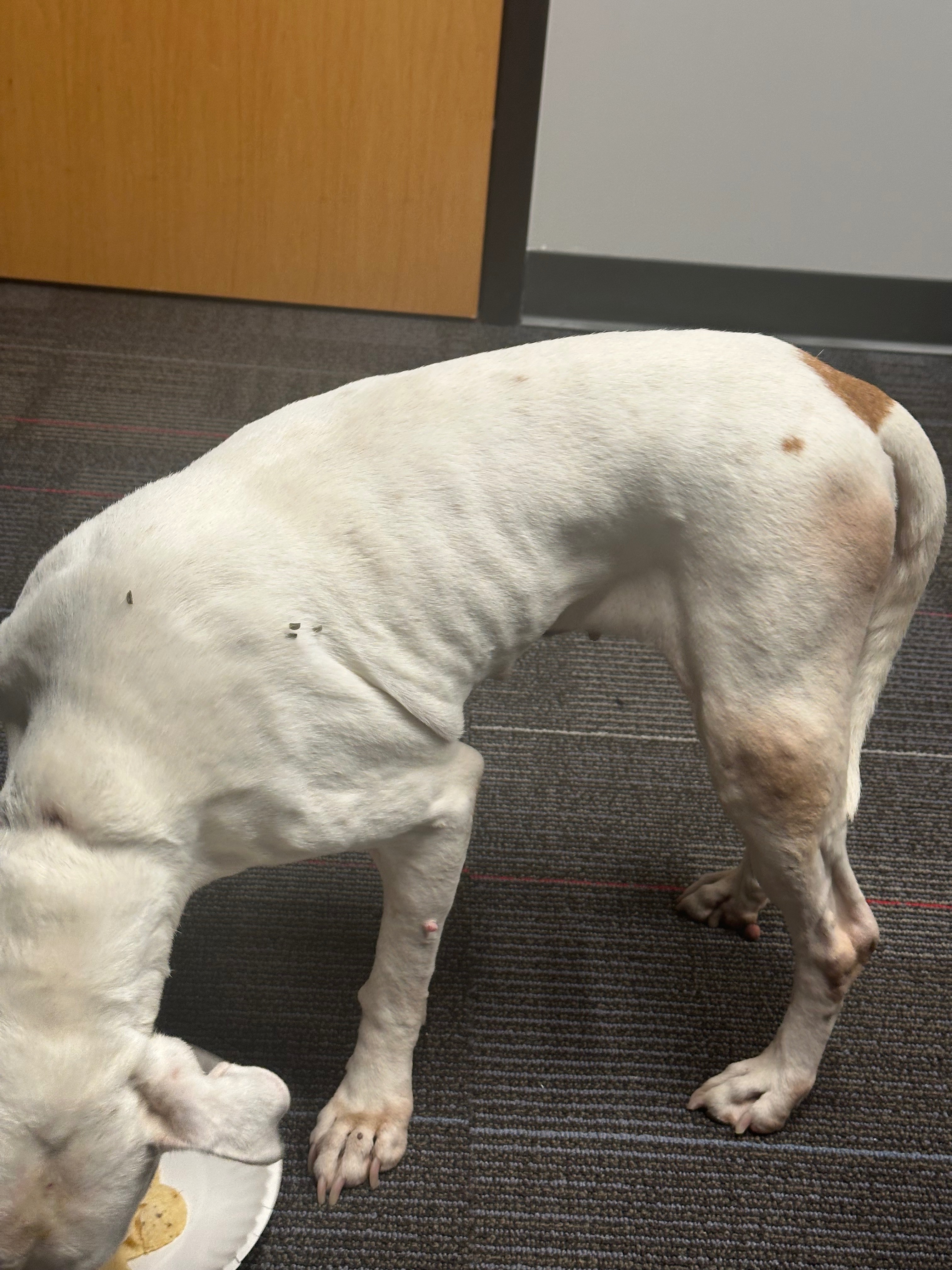 PLEASE HELP…….This sweetie needs medical help campaign photo, 5 of 6