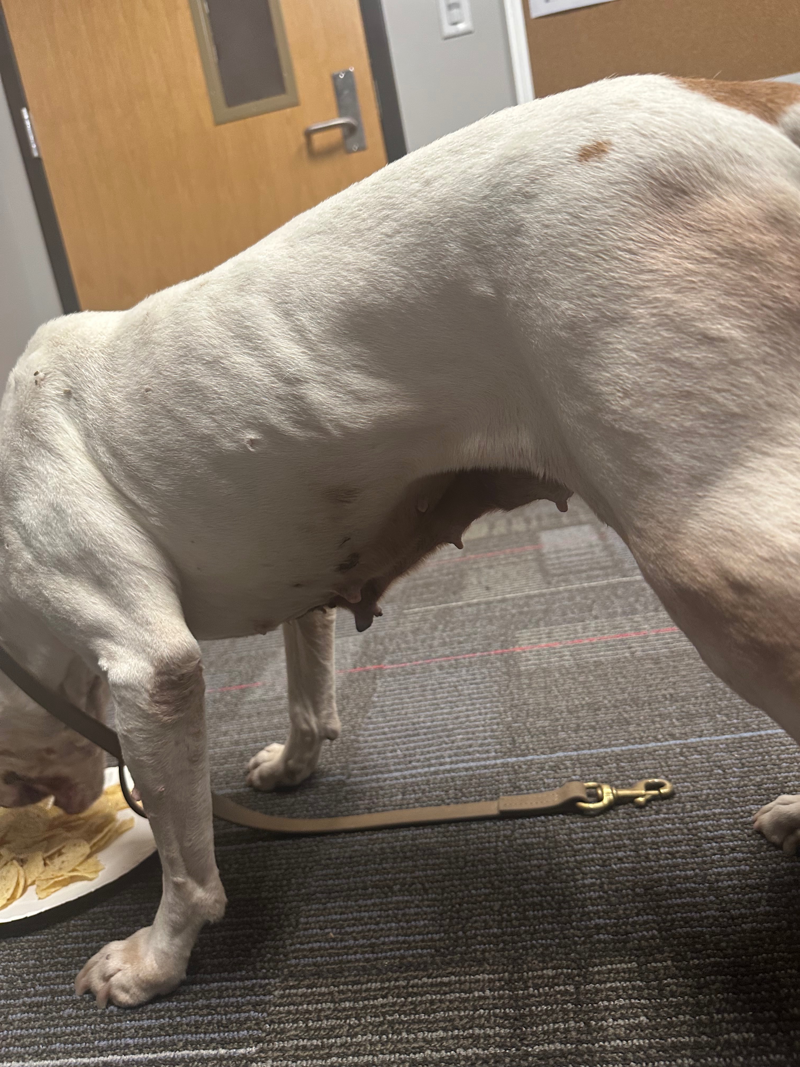 PLEASE HELP…….This sweetie needs medical help campaign photo, 4 of 6