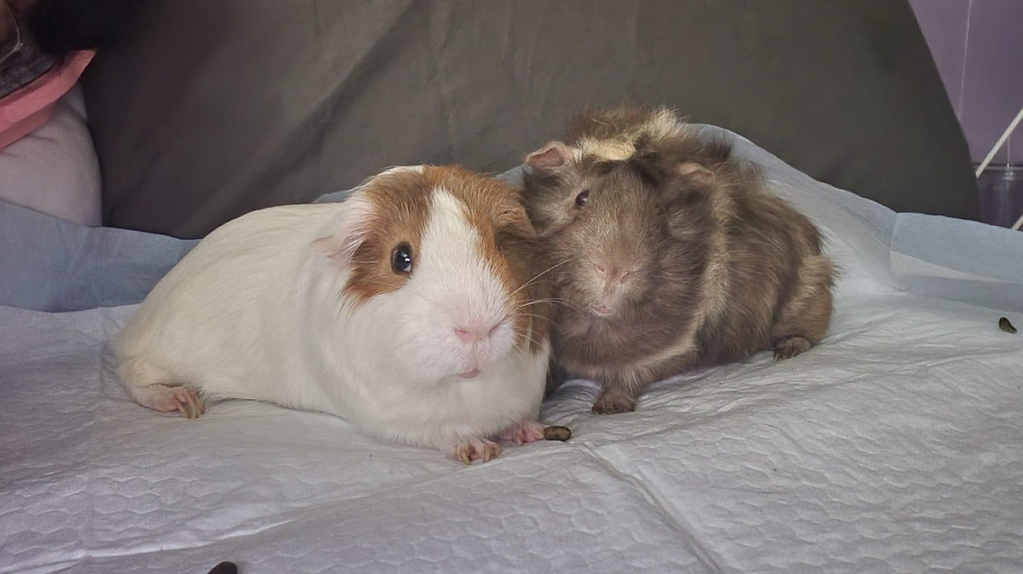 Help Moe the Guinea Pig Get Life-Saving Dental Surgery campaign photo, 7 of 8