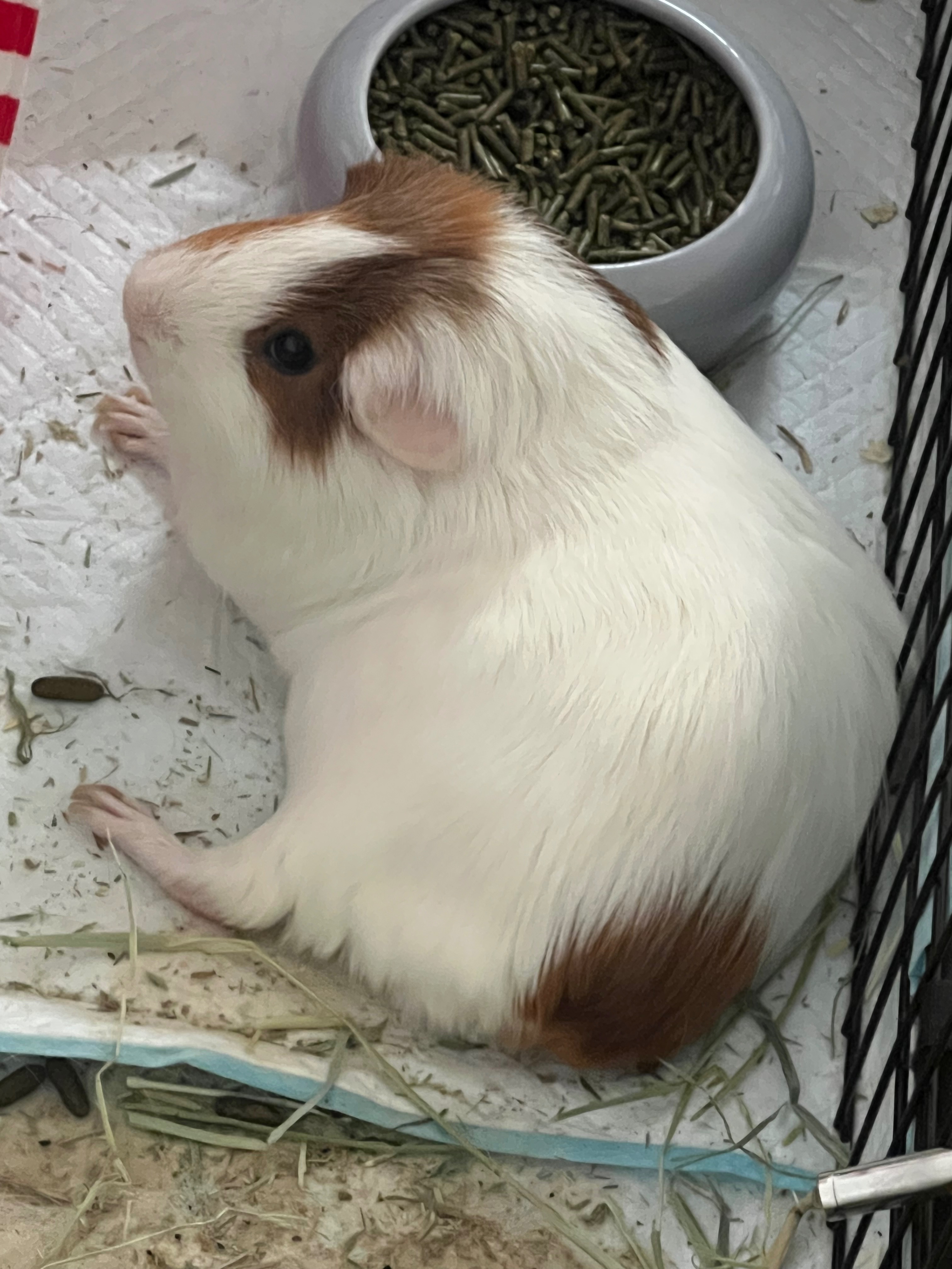 Help Moe the Guinea Pig Get Life-Saving Dental Surgery campaign photo, 4 of 8