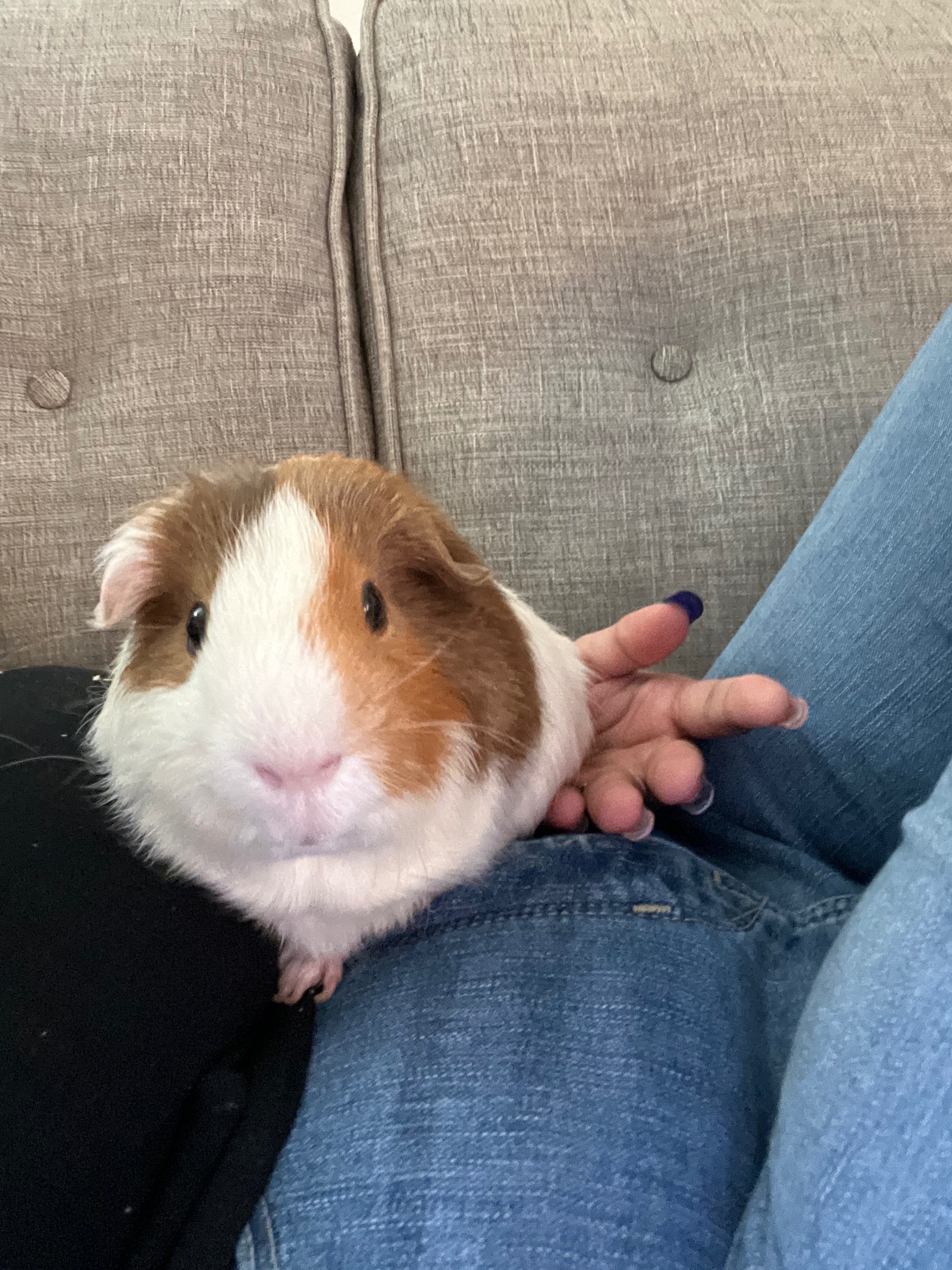 Help Moe the Guinea Pig Get Life-Saving Dental Surgery campaign photo, 5 of 8
