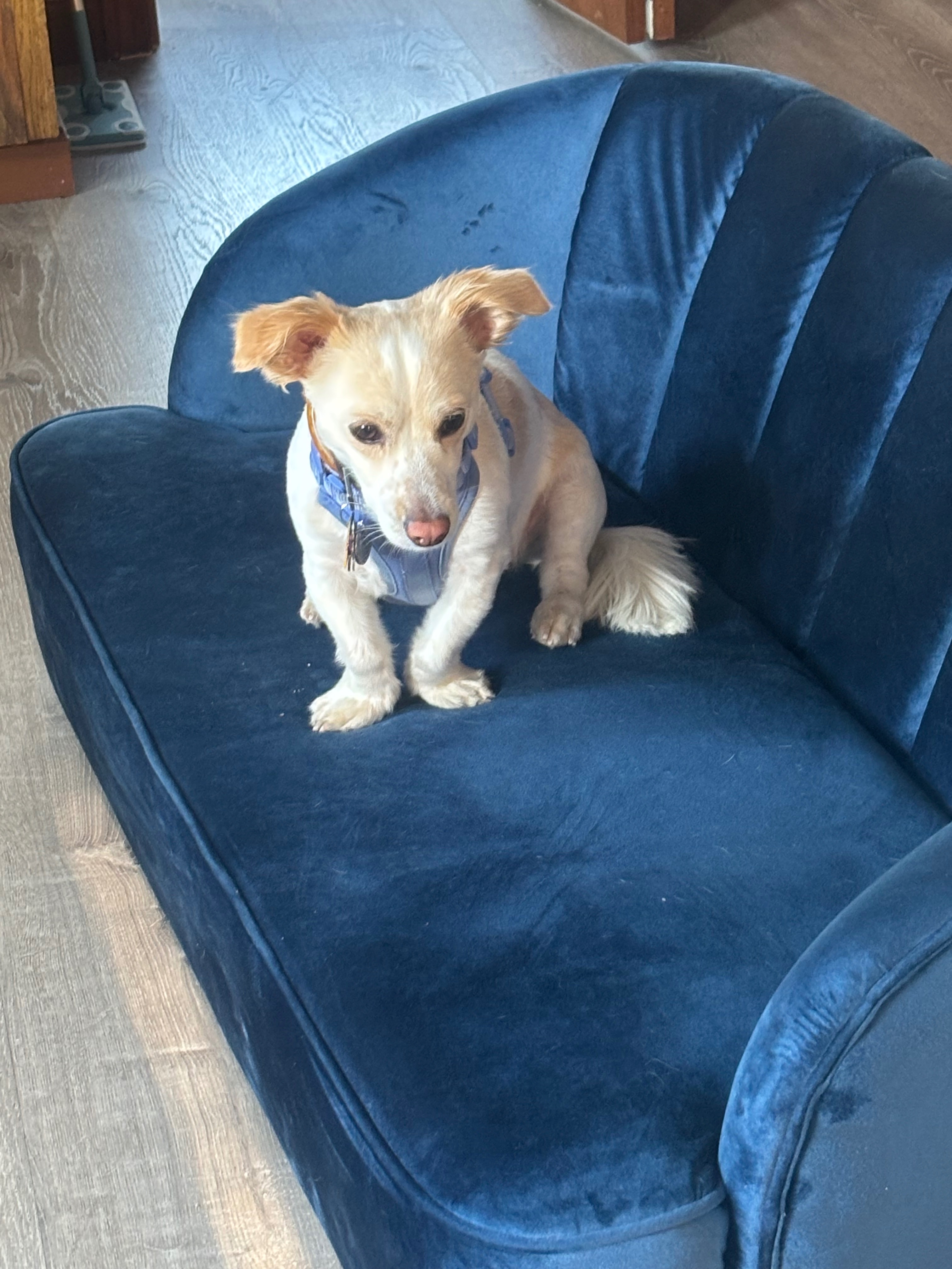 Help Prince Walk Again: Support His Surgery campaign photo, 4 of 8