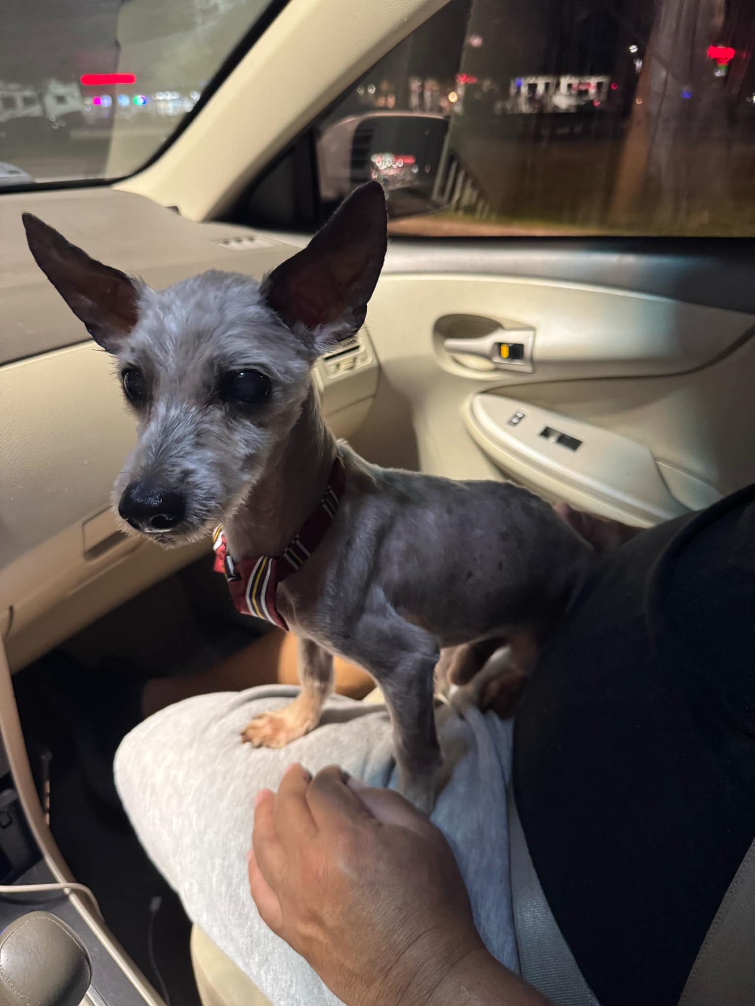 Please help Max! I want to give him a second chance. campaign photo, 2 of 4