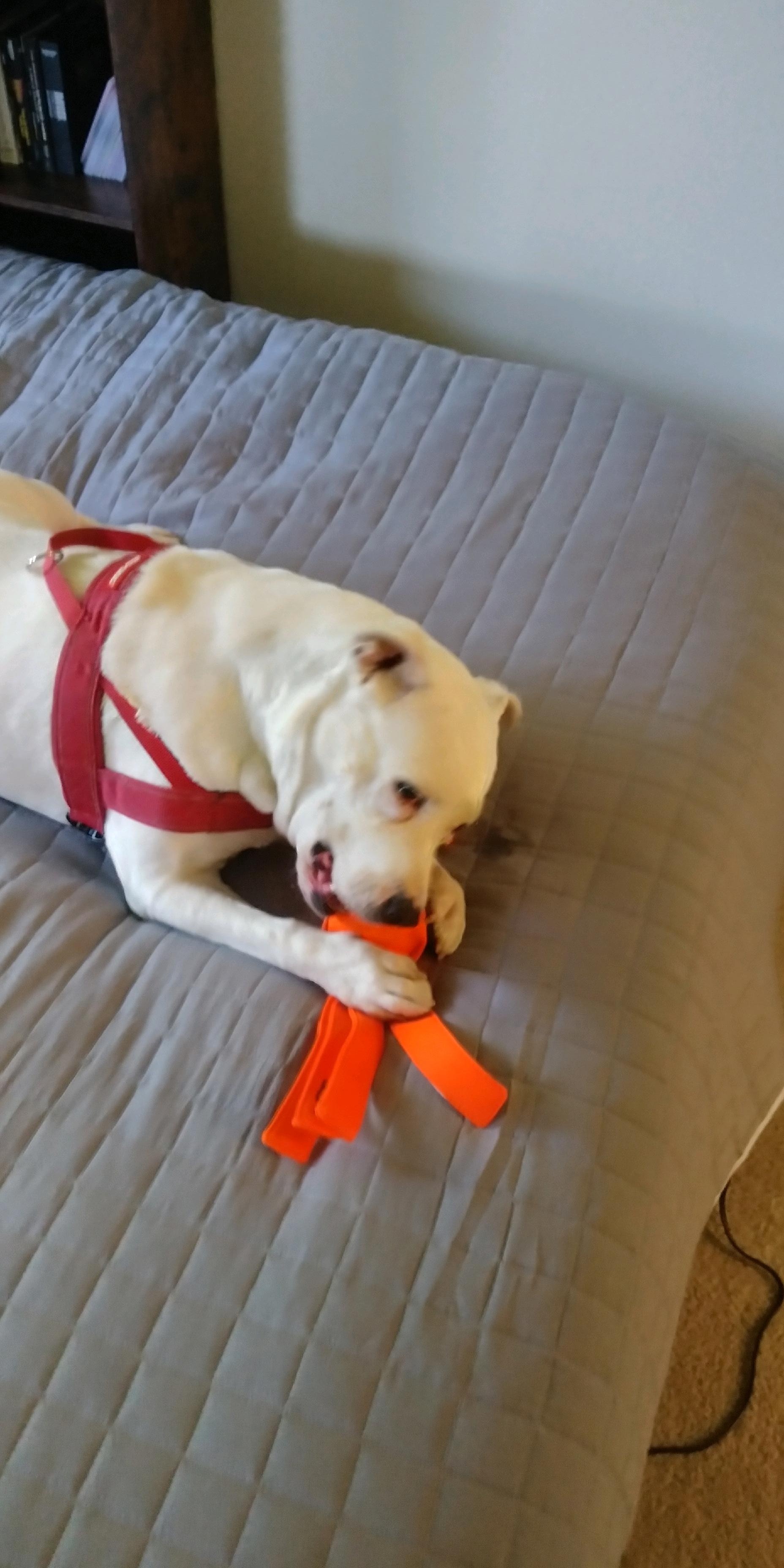 Keep Albie Active! campaign photo, 7 of 8