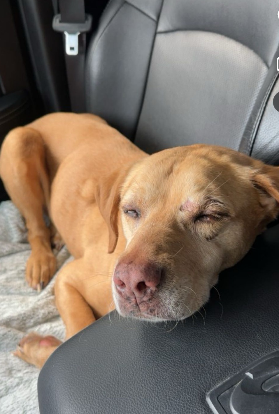Fund Ella's Eye Operation: Saving Our Co-Pilot's Vision campaign photo, 7 of 8