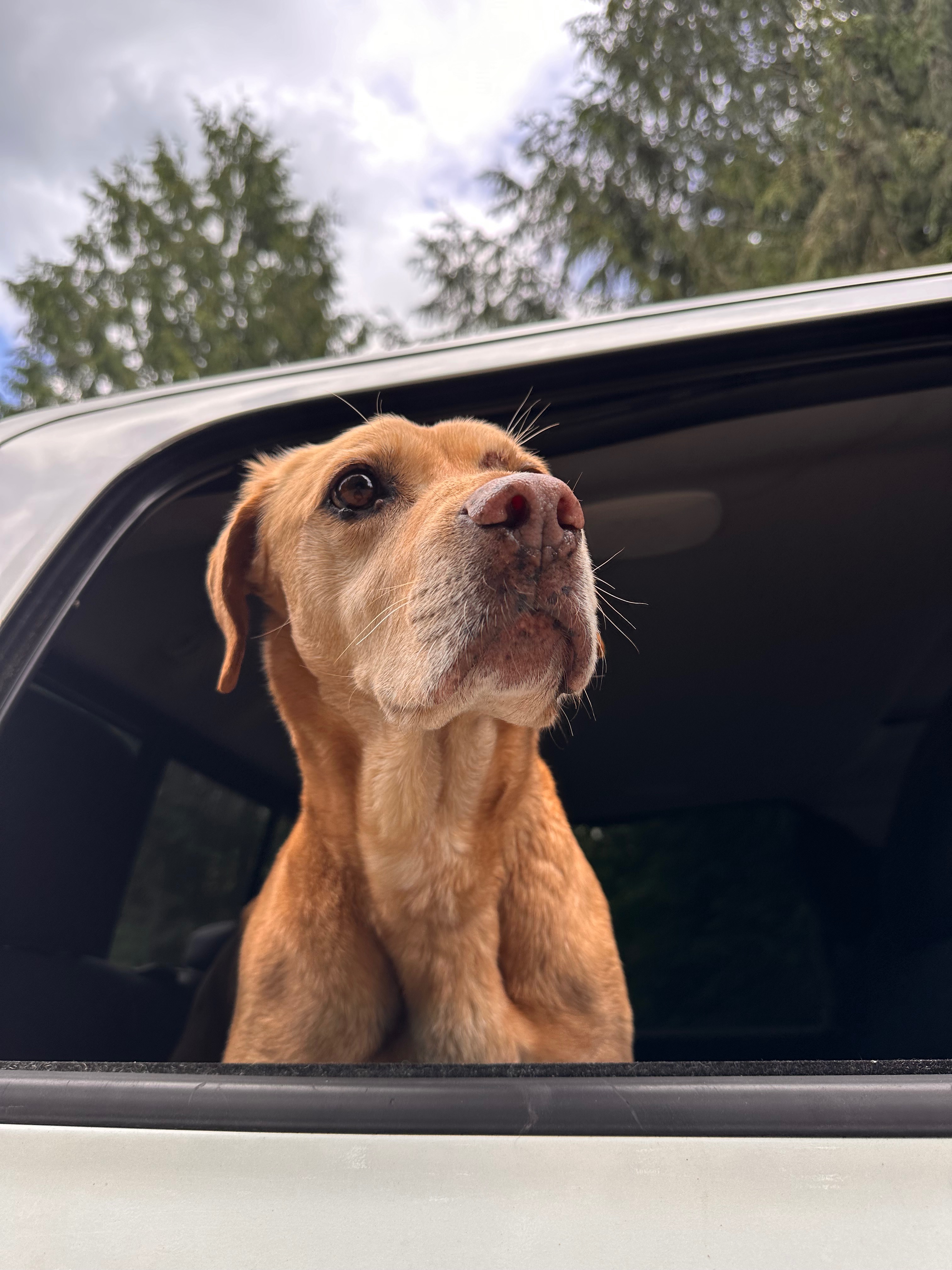 Fund Ella's Eye Operation: Saving Our Co-Pilot's Vision campaign photo, 2 of 8