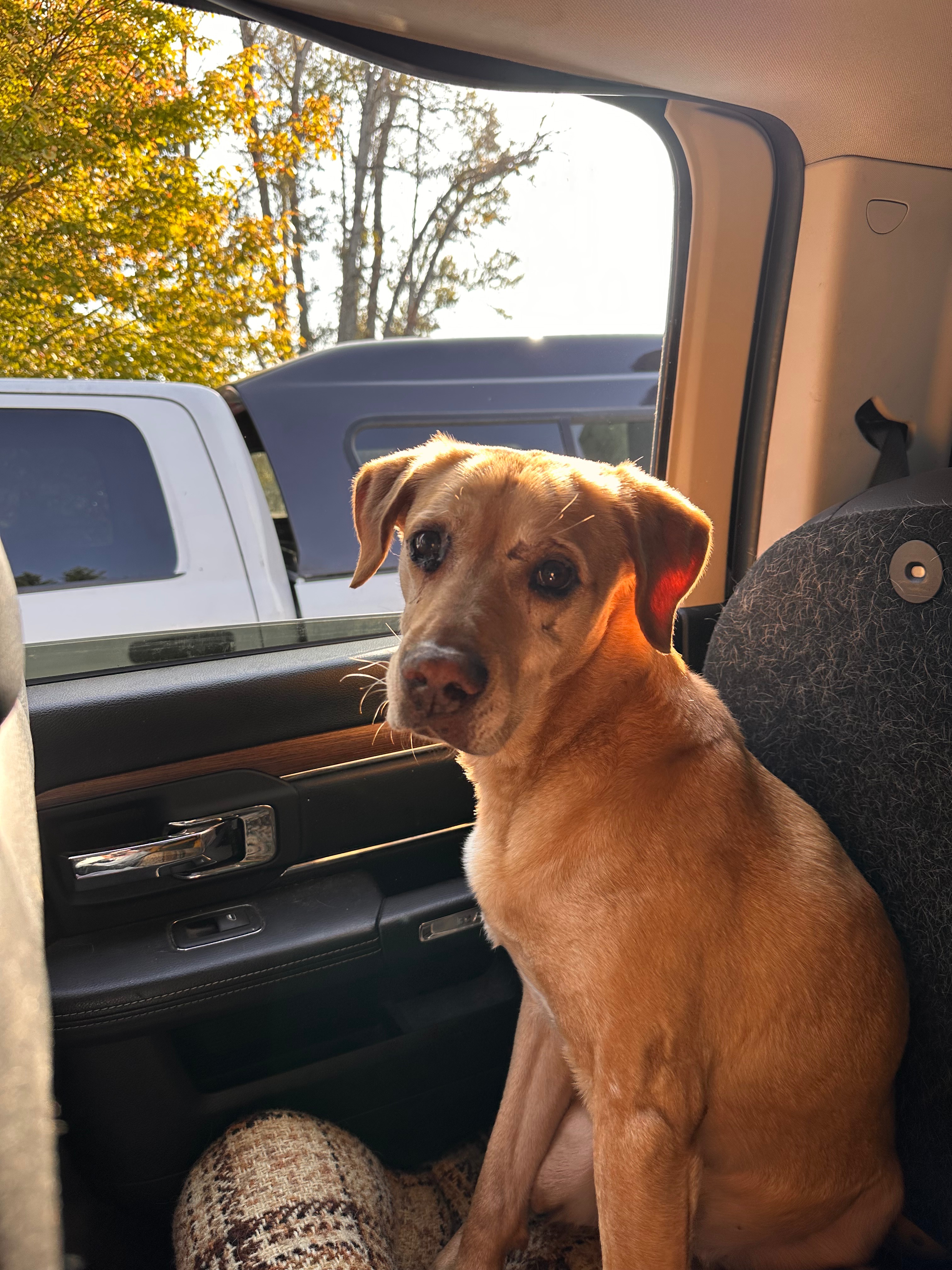 Fund Ella's Eye Operation: Saving Our Co-Pilot's Vision campaign photo, 4 of 8